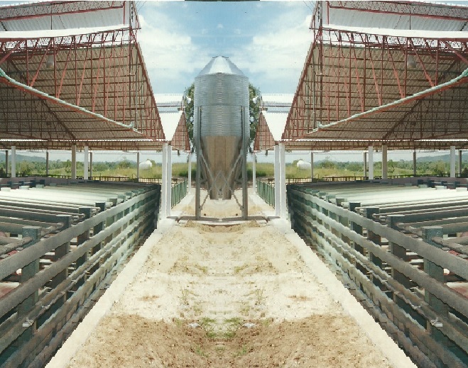 49 Porcicultura Jaulas Corrales parideras porcinas corral preceba ceba