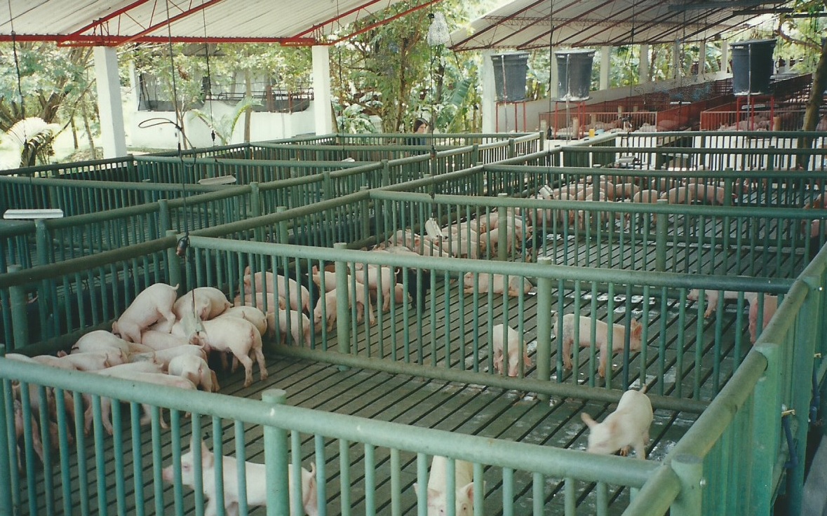 pisos plásticos maderplast para porcicultura corrales plásticos pisos
