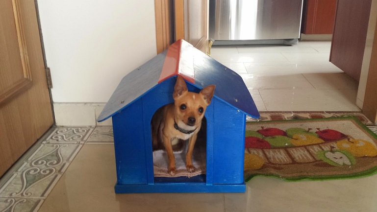 chiguagu 2 perreras maderplast en plástico fuertes criadero de perros las elementos para crianza de perros adiestramiento y cuidado de perros hotel para perros domesticar adiestrar amansar criar perros chiguagu 2 perreras maderplast en plástico fuertes criadero de perros las elementos para crianza de perros adiestramiento y cuidado de perros hotel para perros domesticar adiestrar amansar criar perros