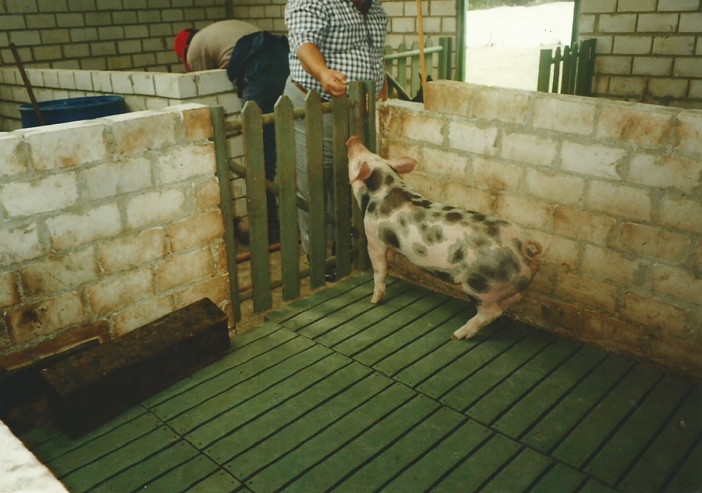 49 Porcicultura Jaulas Corrales parideras porcinas corral preceba ceba