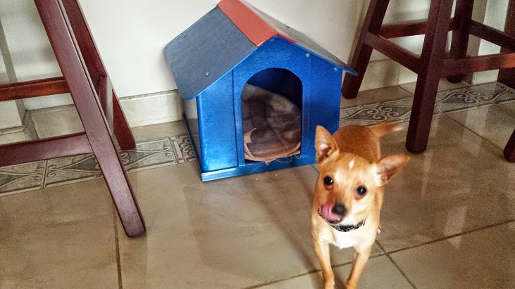 33 Casas Perros Mascotas Perreras Pritorias Corrales Establos Especies Menores 0 0