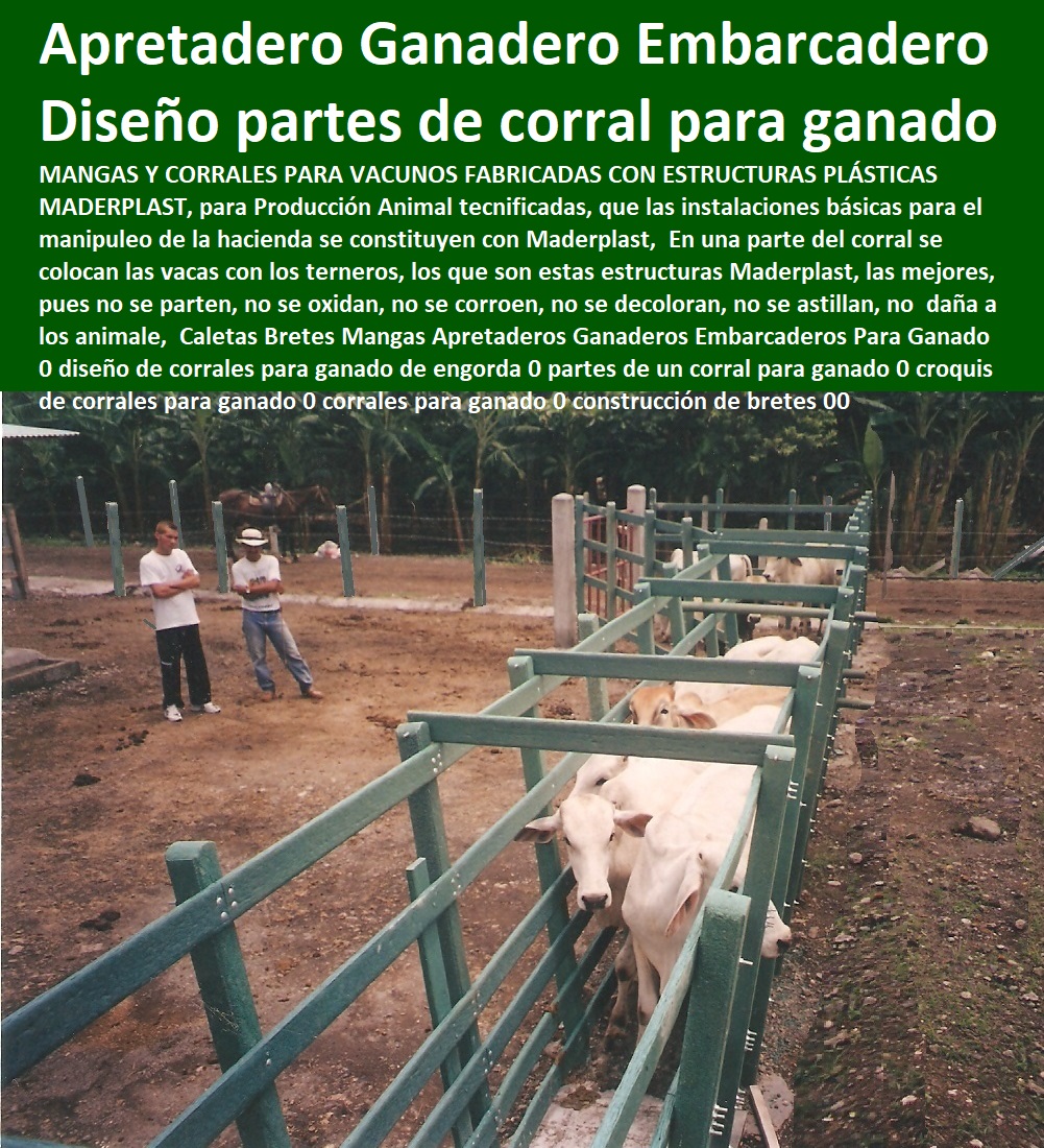 caballos plaza toros brete ganadero