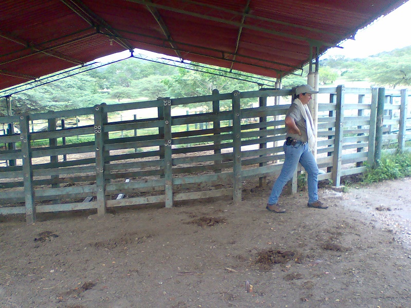 cobertizos para ganado lechero 39 corrales establos mangas coleo caballerizas pesebreras cobertizos para ganado lechero 39 corrales establos mangas coleo caballerizas pesebreras