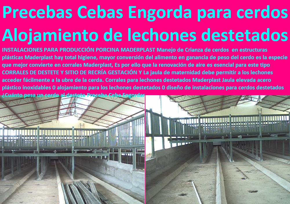 parideras lechones pre ceba
