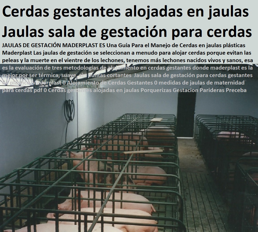 parideras lechones pre ceba