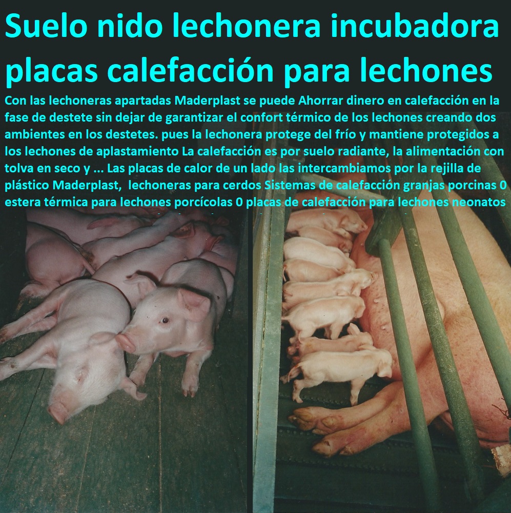 parideras lechones pre ceba