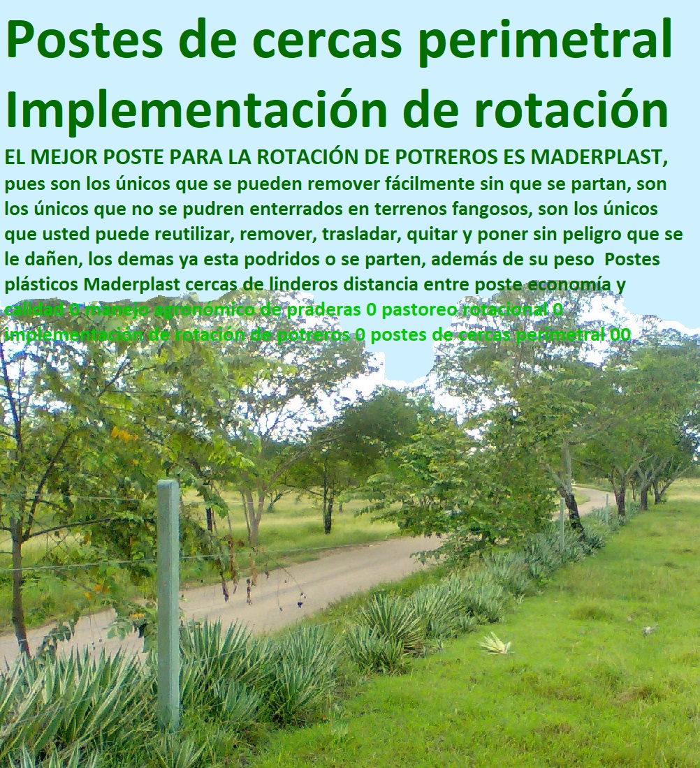 Postes plásticos Maderplast cercas de linderos distancia entre poste economía y calidad 0 manejo agronómico de praderas 0 pastoreo rotacional 0 implementación de rotación de potreros 0 postes de cercas perimetral 00 Postes plásticos Maderplast cercas de linderos distancia entre poste economía y calidad 0 manejo agronómico de praderas 0 pastoreo rotacional 0 implementación de rotación de potreros 0 postes de cercas perimetral 00 Postes plásticos Maderplast cercas de linderos distancia entre poste economía y calidad 0 manejo agronómico de praderas 0 pastoreo rotacional 0 implementación de rotación de potreros 0 postes de cercas perimetral 00