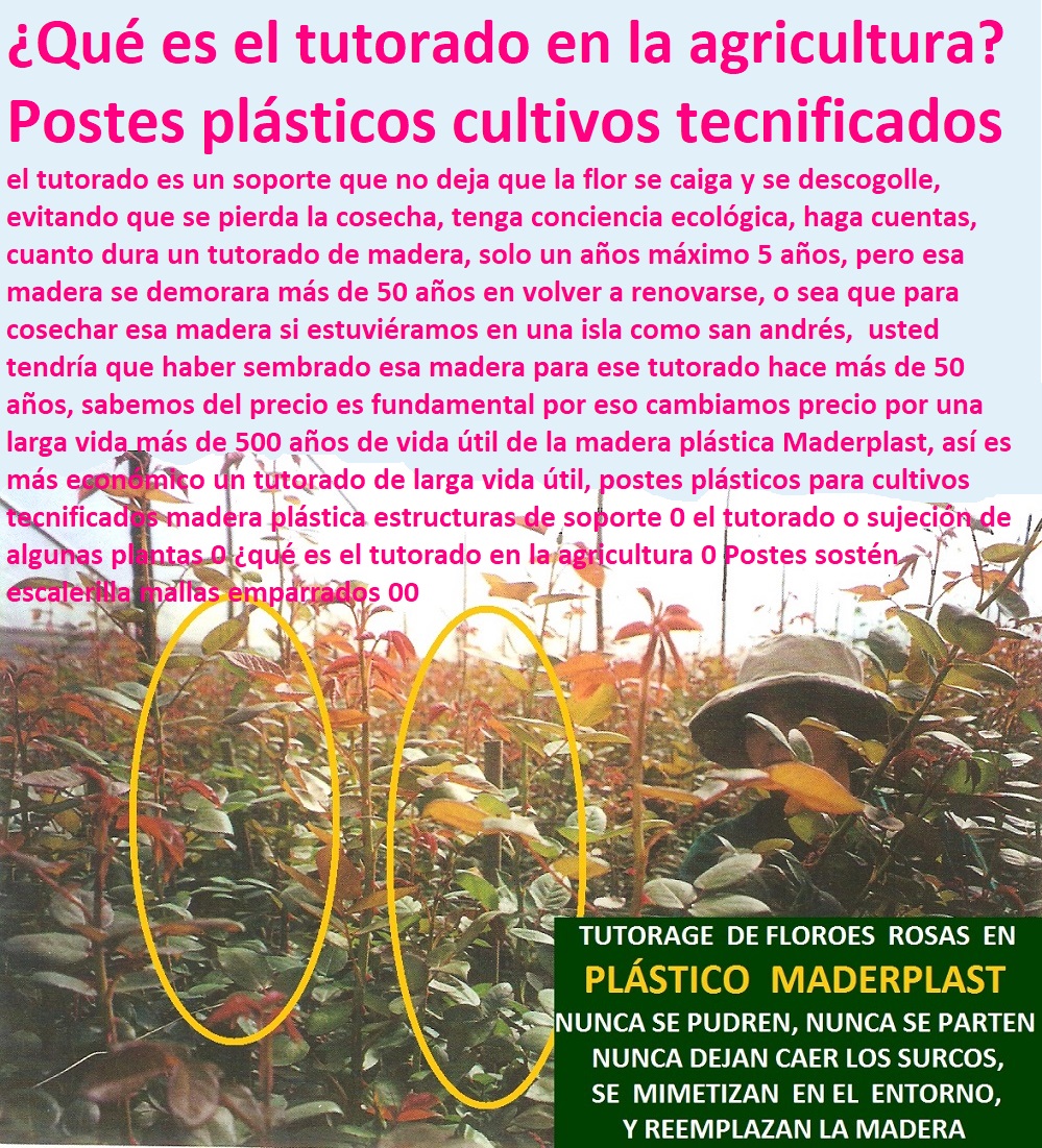 postes plásticos para cultivos tecnificados madera plástica estructuras de soporte 0 el tutorado o sujeción de algunas plantas 0 ¿qué es el tutorado en la agricultura 0 Postes sostén escalerilla mallas emparrados 00 postes plásticos para cultivos tecnificados madera plástica estructuras de soporte 0 el tutorado o sujeción de algunas plantas 0 ¿qué es el tutorado en la agricultura 0 Postes sostén escalerilla mallas emparrados 00 postes plásticos para cultivos tecnificados madera plástica estructuras de soporte 0 el tutorado o sujeción de algunas plantas 0 ¿qué es el tutorado en la agricultura 0 Postes sostén escalerilla mallas emparrados 00