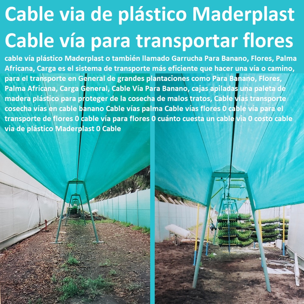 Cable Vías Transporte De Cosecha cosechar Por Cable Maderplast 0 En La Producción De Flores Bajo Invernadero Se Utilizan Tres Diferentes Insumos 0 Producción De Tutor Plástico Derivados De Envases De Reciclaje De Plásticos Fábrica De Tutores Cable Vías Transporte De Cosecha cosechar Por Cable Maderplast 0 En La Producción De Flores Bajo Invernadero Se Utilizan Tres Diferentes Insumos 0 Producción De Tutor Plástico Derivados De Envases De Reciclaje De Plásticos Fábrica De Tutores  TUTOR PLÁSTICOS PARA CULTIVAR EL HUERTO 0 VARA TUTOR DE MADERA PLÁSTICA PARA CULTIVAR FLORES 0 Entutorado Tutor Sintético Para Cultivar Pitayas 0 Tutores Fibra De Vidrio Plástico Para Cultivar Uvas 0 Tutor De Emparrado Plástico Para Cultivar Maracuyá 0 Tutor Con Espaldera Para Cultivar Arveja 0 Tutor Para Cultivar Frijol 0 Tutor Para Cultivar Tomates 0 Tutores De Plástico Para Sujetar Plantas 0 Tutor De Plástico Para Cultivar Eficientemente 0 Tutor De Plástico Para Cultivar Técnicamente 0 Tutores Para Plantas Y Hortalizas 0 Estacones Tutores Postes De Bambú Guadua 0 