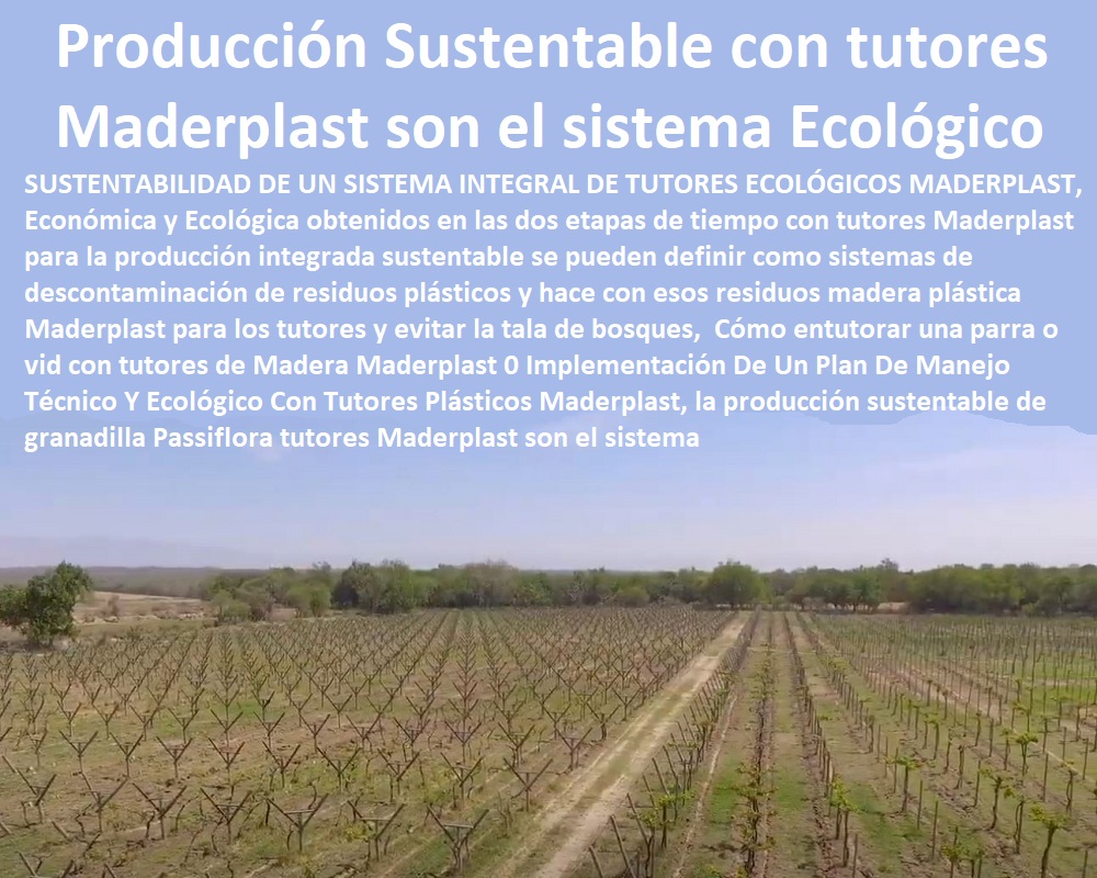 Cómo entutorar una parra o vid con tutores de Madera Maderplast 0 Implementación  TUTORES DE PLÁSTICO PARA SUJETAR PLANTAS 0 Tutor De Plástico Para Cultivar Eficientemente 0 Tutor De Plástico Para Cultivar Técnicamente 0 Tutores Para Plantas Y Hortalizas 0 Estacones Tutores Postes De Bambú Guadua 0 Tutor Plásticos Para Cultivar El Huerto 0 Vara Tutor De Madera Plástica Para Cultivar Flores 0 Entutorado Tutor Sintético Para Cultivar Pitayas 0 Tutores Fibra De Vidrio Plástico Para Cultivar Uvas 0 Tutor De Emparrado Plástico Para Cultivar Maracuyá 0 Tutor Con Espaldera Para Cultivar Arveja 0 Tutor Para Cultivar Frijol 0 Tutor Para Cultivar Tomates 0 De Un Plan De Manejo Técnico Y Ecológico Con Tutores Plásticos Maderplast, la producción sustentable de granadilla Pasiflora tutores Maderplast son el sistema Cómo entutorar una parra o vid con tutores de Madera Maderplast 0 Implementación De Un Plan De Manejo Técnico Y Ecológico Con Tutores Plásticos Maderplast, la producción sustentable de granadilla Pasiflora tutores Maderplast son el sistema 