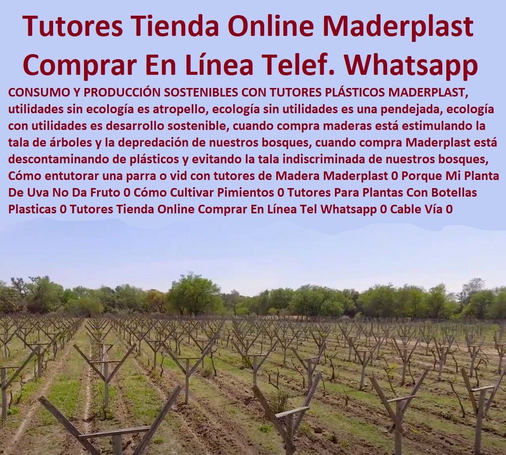 Cómo entutorar una parra o vid con tutores de Madera Maderplast 0  TUTORES DE PLÁSTICO PARA SUJETAR PLANTAS 0 Tutor De Plástico Para Cultivar Eficientemente 0 Tutor De Plástico Para Cultivar Técnicamente 0 Tutores Para Plantas Y Hortalizas 0 Estacones Tutores Postes De Bambú Guadua 0 Tutor Plásticos Para Cultivar El Huerto 0 Vara Tutor De Madera Plástica Para Cultivar Flores 0 Entutorado Tutor Sintético Para Cultivar Pitayas 0 Tutores Fibra De Vidrio Plástico Para Cultivar Uvas 0 Tutor De Emparrado Plástico Para Cultivar Maracuyá 0 Tutor Con Espaldera Para Cultivar Arveja 0 Tutor Para Cultivar Frijol 0 Tutor Para Cultivar Tomates 0 Porque Mi Planta De Uva No Da Fruto 0 Cómo Cultivar Pimientos 0 Tutores Para Plantas Con Botellas Plásticas 0 Tutores Tienda Online Comprar En Línea Tel WhatsApp 0 Cable Vía 0  Cómo entutorar una parra o vid con tutores de Madera Maderplast 0 Porque Mi Planta De Uva No Da Fruto 0 Cómo Cultivar Pimientos 0 Tutores Para Plantas Con Botellas Plásticas 0 Tutores Tienda Online Comprar En Línea Tel WhatsApp 0 Cable Vía 0 