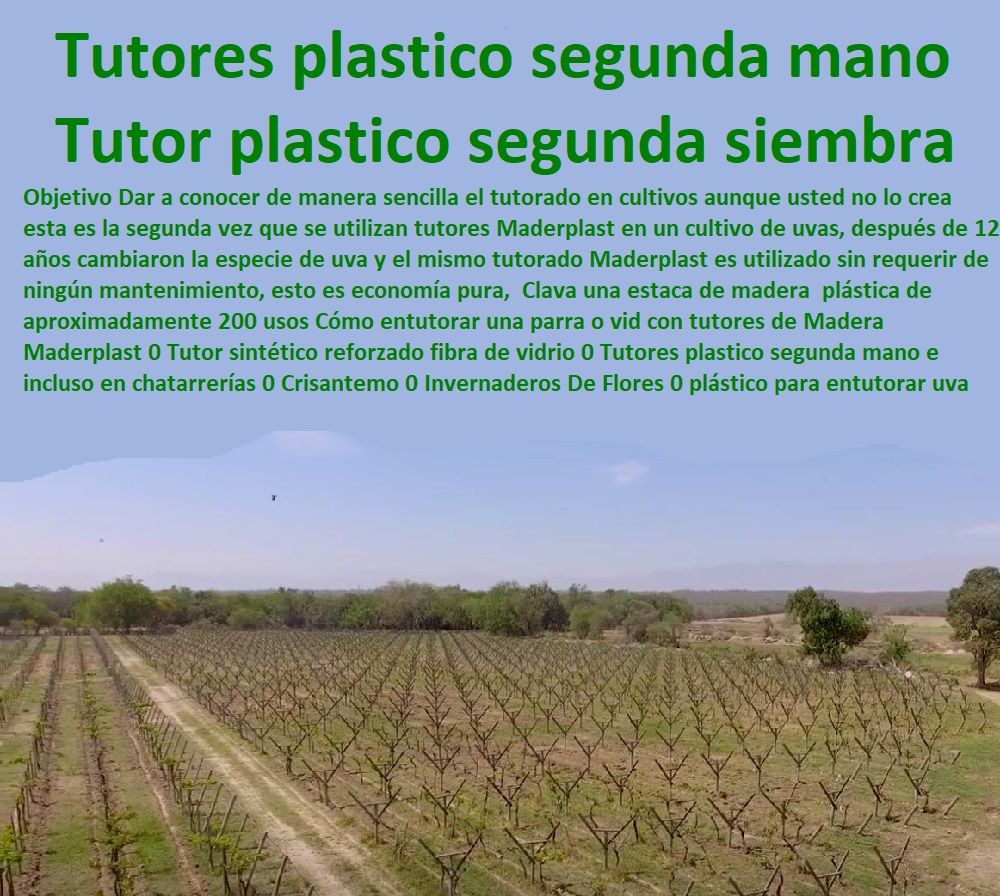 Cómo entutorar una parra o vid con tutores de Madera Maderplast 0 Tutor sintético reforzado fibra de vidrio 0  TUTORES DE PLÁSTICO PARA SUJETAR PLANTAS 0 Tutor De Plástico Para Cultivar Eficientemente 0 Tutor De Plástico Para Cultivar Técnicamente 0 Tutores Para Plantas Y Hortalizas 0 Estacones Tutores Postes De Bambú Guadua 0 Tutor Plásticos Para Cultivar El Huerto 0 Vara Tutor De Madera Plástica Para Cultivar Flores 0 Entutorado Tutor Sintético Para Cultivar Pitayas 0 Tutores Fibra De Vidrio Plástico Para Cultivar Uvas 0 Tutor De Emparrado Plástico Para Cultivar Maracuyá 0 Tutor Con Espaldera Para Cultivar Arveja 0 Tutor Para Cultivar Frijol 0 Tutor Para Cultivar Tomates 0 Tutores plástico segunda mano e incluso en chatarrerías 0 Crisantemo 0 Invernaderos De Flores 0 Clip de plástico para entutorar uva Cómo entutorar una parra o vid con tutores de Madera Maderplast 0 Tutor sintético reforzado fibra de vidrio 0 Tutores plastico segunda mano e incluso en chatarrerías 0 Crisantemo 0 Invernaderos De Flores 0 Clip de plástico para entutorar uva 