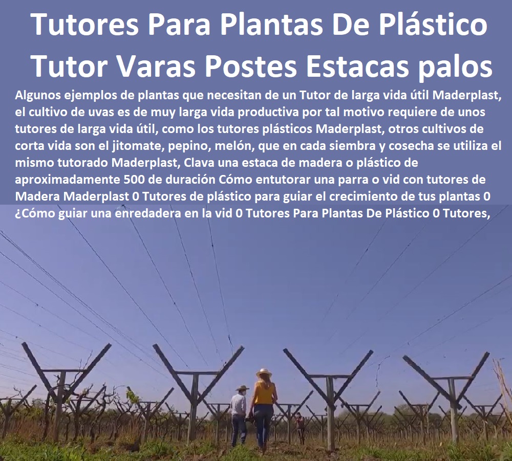 Cómo entutorar una parra o vid con tutores de Madera Maderplast 0 Tutores de plástico para guiar el crecimiento  TUTORES DE PLÁSTICO PARA SUJETAR PLANTAS 0 Tutor De Plástico Para Cultivar Eficientemente 0 Tutor De Plástico Para Cultivar Técnicamente 0 Tutores Para Plantas Y Hortalizas 0 Estacones Tutores Postes De Bambú Guadua 0 Tutor Plásticos Para Cultivar El Huerto 0 Vara Tutor De Madera Plástica Para Cultivar Flores 0 Entutorado Tutor Sintético Para Cultivar Pitayas 0 Tutores Fibra De Vidrio Plástico Para Cultivar Uvas 0 Tutor De Emparrado Plástico Para Cultivar Maracuyá 0 Tutor Con Espaldera Para Cultivar Arveja 0 Tutor Para Cultivar Frijol 0 Tutor Para Cultivar Tomates 0 de tus plantas 0 ¿Cómo guiar una enredadera en la vid 0 Tutores Para Plantas De Plástico 0 Tutores, Varas, Postes, Estacas, palos Cómo entutorar una parra o vid con tutores de Madera Maderplast 0 Tutores de plástico para guiar el crecimiento de tus plantas 0 ¿Cómo guiar una enredadera en la vid 0 Tutores Para Plantas De Plástico 0 Tutores, Varas, Postes, Estacas, palos 