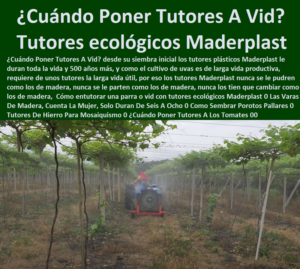 Cómo entutorar una parra o vid con tutores ecológicos Maderplast 0 Las Varas De Madera, Cuenta La Mujer, Solo Duran De Seis A Ocho 0 Como Sembrar Porotos Pallares 0 Tutores De Hierro Para Masoquismo 0 TUTORES DE PLÁSTICO PARA SUJETAR PLANTAS 0 Tutor De Plástico Para Cultivar Eficientemente 0 Tutor De Plástico Para Cultivar Técnicamente 0 Tutores Para Plantas Y Hortalizas 0 Estacones Tutores Postes De Bambú Guadua 0 Tutor Plásticos Para Cultivar El Huerto 0 Vara Tutor De Madera Plástica Para Cultivar Flores 0 Entutorado Tutor Sintético Para Cultivar Pitayas 0 Tutores Fibra De Vidrio Plástico Para Cultivar Uvas 0 Tutor De Emparrado Plástico Para Cultivar Maracuyá 0 Tutor Con Espaldera Para Cultivar Arveja 0 Tutor Para Cultivar Frijol 0 Tutor Para Cultivar Tomates 0  ¿Cuándo Poner Tutores A Los Tomates 00 