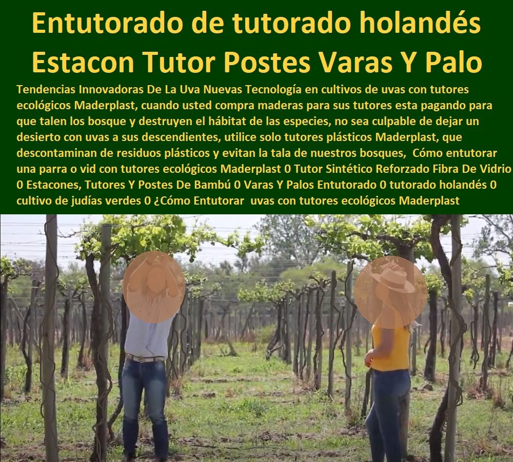 Cómo entutorar una parra o vid con tutores ecológicos Maderplast 0 Tutor Sintético Reforzado Fibra De Vidrio 0 Estacones, Tutores Y Postes De Bambú 0 Varas Y Palos Entutorado 0 tutorado holandés 0 cultivo de judías verdes 0 TUTORES DE PLÁSTICO PARA SUJETAR PLANTAS 0 Tutor De Plástico Para Cultivar Eficientemente 0 Tutor De Plástico Para Cultivar Técnicamente 0 Tutores Para Plantas Y Hortalizas 0 Estacones Tutores Postes De Bambú Guadua 0 Tutor Plásticos Para Cultivar El Huerto 0 Vara Tutor De Madera Plástica Para Cultivar Flores 0 Entutorado Tutor Sintético Para Cultivar Pitayas 0 Tutores Fibra De Vidrio Plástico Para Cultivar Uvas 0 Tutor De Emparrado Plástico Para Cultivar Maracuyá 0 Tutor Con Espaldera Para Cultivar Arveja 0 Tutor Para Cultivar Frijol 0 Tutor Para Cultivar Tomates 0  ¿Cómo Entutorar 0 Cómo entutorar una parra o vid con tutores ecológicos Maderplast 0 Tutor Sintético Reforzado Fibra De Vidrio 0 Estacones, Tutores Y Postes De Bambú 0 Varas Y Palos Entutorado 0 tutorado holandés 0 cultivo de judías verdes 0 ¿Cómo Entutorar 0