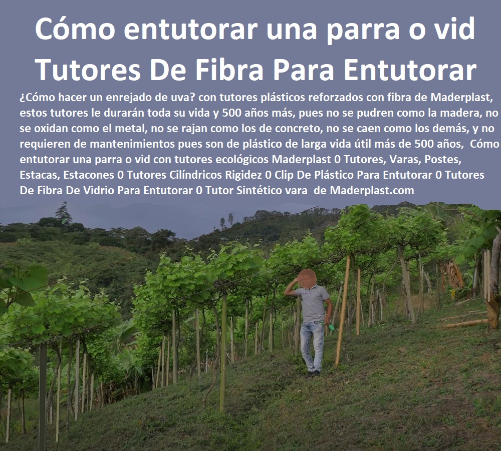 Cómo entutorar una parra o vid con tutores ecológicos Maderplast 0 Tutores, Varas, Postes, Estacas, Estacones 0 Tutores Cilíndricos Rigidez 0 Clip De Plástico Para Entutorar 0 Tutores De Fibra De Vidrio Para Entutorar 0 TUTOR DE PLÁSTICO PARA CULTIVAR TÉCNICAMENTE 0 TUTORES PARA PLANTAS Y HORTALIZAS 0 ESTACONES TUTORES POSTES DE BAMBÚ GUADUA 0 Tutor Plásticos Para Cultivar El Huerto 0 Vara Tutor De Madera Plástica Para Cultivar Flores 0 Entutorado Tutor Sintético Para Cultivar Pitayas 0 Tutores Fibra De Vidrio Plástico Para Cultivar Uvas 0 Tutor De Emparrado Plástico Para Cultivar Maracuyá 0 Tutor Con Espaldera Para Cultivar Arveja 0 Tutor Para Cultivar Frijol 0 Tutor Para Cultivar Tomates 0 Tutores De Plástico Para Sujetar Plantas 0 Tutor De Plástico Para Cultivar Eficientemente 0  Tutor Sintético vara Cómo entutorar una parra o vid con tutores ecológicos Maderplast 0 Tutores, Varas, Postes, Estacas, Estacones 0 Tutores Cilíndricos Rigidez 0 Clip De Plástico Para Entutorar 0 Tutores De Fibra De Vidrio Para Entutorar 0 Tutor Sintético vara