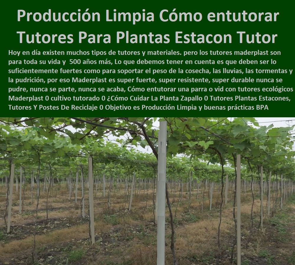 Cómo entutorar una parra o vid con tutores ecológicos Maderplast 0 cultivo tutorado 0 ¿Cómo Cuidar La Planta Del Zapallo 0 Tutores Para Plantas 0 Estacones, Tutores Y Postes De Reciclaje 0 TUTORES DE PLÁSTICO PARA SUJETAR PLANTAS 0 Tutor De Plástico Para Cultivar Eficientemente 0 Tutor De Plástico Para Cultivar Técnicamente 0 Tutores Para Plantas Y Hortalizas 0 Estacones Tutores Postes De Bambú Guadua 0 Tutor Plásticos Para Cultivar El Huerto 0 Vara Tutor De Madera Plástica Para Cultivar Flores 0 Entutorado Tutor Sintético Para Cultivar Pitayas 0 Tutores Fibra De Vidrio Plástico Para Cultivar Uvas 0 Tutor De Emparrado Plástico Para Cultivar Maracuyá 0 Tutor Con Espaldera Para Cultivar Arveja 0 Tutor Para Cultivar Frijol 0 Tutor Para Cultivar Tomates 0  Objetivo es Producción Limpia y buenas prácticas BPA Cómo entutorar una parra o vid con tutores ecológicos Maderplast 0 cultivo tutorado 0 ¿Cómo Cuidar La Planta Del Zapallo 0 Tutores Para Plantas 0 Estacones, Tutores Y Postes De Reciclaje 0 Objetivo es Producción Limpia y buenas prácticas BPA