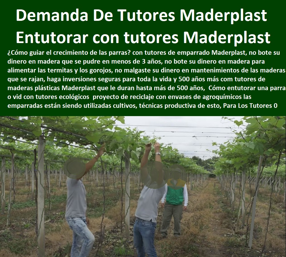 Cómo entutorar una parra o vid con tutores ecológicos Maderplast 0 proyecto de reciclaje con envases de agroquímicos las emparradas están siendo utilizadas cultivos de granadilla, técnicas productiva de esto,  TUTORES DE PLÁSTICO PARA SUJETAR PLANTAS 0 Tutor De Plástico Para Cultivar Eficientemente 0 Tutor De Plástico Para Cultivar Técnicamente 0 Tutores Para Plantas Y Hortalizas 0 Estacones Tutores Postes De Bambú Guadua 0 Tutor Plásticos Para Cultivar El Huerto 0 Vara Tutor De Madera Plástica Para Cultivar Flores 0 Entutorado Tutor Sintético Para Cultivar Pitayas 0 Tutores Fibra De Vidrio Plástico Para Cultivar Uvas 0 Tutor De Emparrado Plástico Para Cultivar Maracuyá 0 Tutor Con Espaldera Para Cultivar Arveja 0 Tutor Para Cultivar Frijol 0 Tutor Para Cultivar Tomates 0 Para La Demanda De Los Tutores 0 Cómo entutorar una parra o vid con tutores ecológicos Maderplast 0 proyecto de reciclaje con envases de agroquímicos las emparradas están siendo utilizadas cultivos de granadilla, técnicas productiva de esto, Para La Demanda De Los Tutores 0