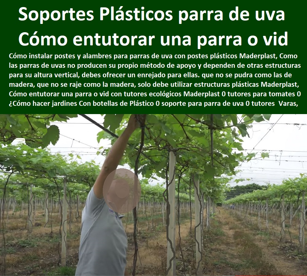 Cómo entutorar una parra o vid con tutores ecológicos Maderplast 0 tutores para tomates 0 ¿Cómo hacer jardines Con botellas de Plástico 0 soporte para parra de uva 0 tutores para tomates cherry 0 Tutores De Hierro 0 Tutores, Varas, Postes, 0  TUTORES DE PLÁSTICO PARA SUJETAR PLANTAS 0 Tutor De Plástico Para Cultivar Eficientemente 0 Tutor De Plástico Para Cultivar Técnicamente 0 Tutores Para Plantas Y Hortalizas 0 Estacones Tutores Postes De Bambú Guadua 0 Tutor Plásticos Para Cultivar El Huerto 0 Vara Tutor De Madera Plástica Para Cultivar Flores 0 Entutorado Tutor Sintético Para Cultivar Pitayas 0 Tutores Fibra De Vidrio Plástico Para Cultivar Uvas 0 Tutor De Emparrado Plástico Para Cultivar Maracuyá 0 Tutor Con Espaldera Para Cultivar Arveja 0 Tutor Para Cultivar Frijol 0 Tutor Para Cultivar Tomates 0 Cómo entutorar una parra o vid con tutores ecológicos Maderplast 0 tutores para tomates 0 ¿Cómo hacer jardines Con botellas de Plástico 0 soporte para parra de uva 0 tutores para tomates cherry 0 Tutores De Hierro 0 Tutores, Varas, Postes, 0