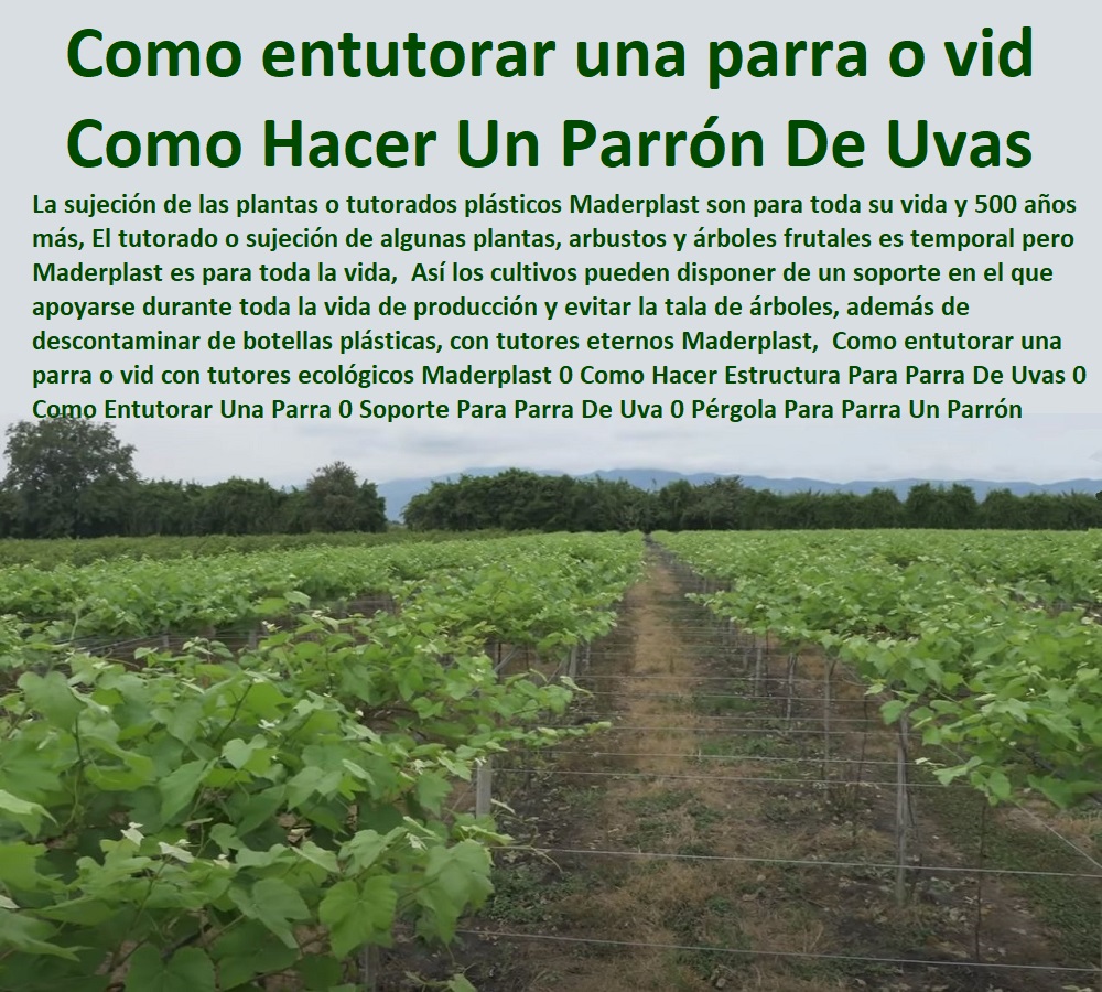 Como entutorar una parra o vid con tutores ecológicos Maderplast 0 Como Hacer Estructura Para Parra De Uvas 0 Como Entutorar Una Parra 0  TUTORES DE PLÁSTICO PARA SUJETAR PLANTAS 0 Tutor De Plástico Para Cultivar Eficientemente 0 Tutor De Plástico Para Cultivar Técnicamente 0 Tutores Para Plantas Y Hortalizas 0 Estacones Tutores Postes De Bambú Guadua 0 Tutor Plásticos Para Cultivar El Huerto 0 Vara Tutor De Madera Plástica Para Cultivar Flores 0 Entutorado Tutor Sintético Para Cultivar Pitayas 0 Tutores Fibra De Vidrio Plástico Para Cultivar Uvas 0 Tutor De Emparrado Plástico Para Cultivar Maracuyá 0 Tutor Con Espaldera Para Cultivar Arveja 0 Tutor Para Cultivar Frijol 0 Tutor Para Cultivar Tomates 0 Soporte Para Parra De Uva 0 Pérgola Para Parra 0 Como Hacer Un Parrón De Uvas 0 Sistema De Emparrado 00 Como entutorar una parra o vid con tutores ecológicos Maderplast 0 Como Hacer Estructura Para Parra De Uvas 0 Como Entutorar Una Parra 0 Soporte Para Parra De Uva 0 Pérgola Para Parra 0 Como Hacer Un Parrón De Uvas 0 Sistema De Emparrado 00