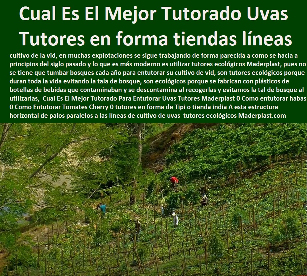 Cual Es El Mejor Tutorado Para Entutorar Uvas Tutores Maderplast 0 Como entutorar habas 0 Como Entutorar Tomates Cherry 0 tutores en forma de Tipi o tienda india A esta estructura horizontal de palos paralelos a las líneas de cultivo de uvas Cual Es El Mejor Tutorado Para Entutorar Uvas  TUTOR DE PLÁSTICO PARA CULTIVAR TÉCNICAMENTE 0 TUTORES PARA PLANTAS Y HORTALIZAS 0 ESTACONES TUTORES POSTES DE BAMBÚ GUADUA 0 Tutor Plásticos Para Cultivar El Huerto 0 Vara Tutor De Madera Plástica Para Cultivar Flores 0 Entutorado Tutor Sintético Para Cultivar Pitayas 0 Tutores Fibra De Vidrio Plástico Para Cultivar Uvas 0 Tutor De Emparrado Plástico Para Cultivar Maracuyá 0 Tutor Con Espaldera Para Cultivar Arveja 0 Tutor Para Cultivar Frijol 0 Tutor Para Cultivar Tomates 0 Tutores De Plástico Para Sujetar Plantas 0 Tutor De Plástico Para Cultivar Eficientemente 0 Tutores Maderplast 0 Como entutorar habas 0 Como Entutorar Tomates Cherry 0 tutores en forma de Tipi o tienda india A esta estructura horizontal de palos paralelos a las líneas de cultivo de uvas