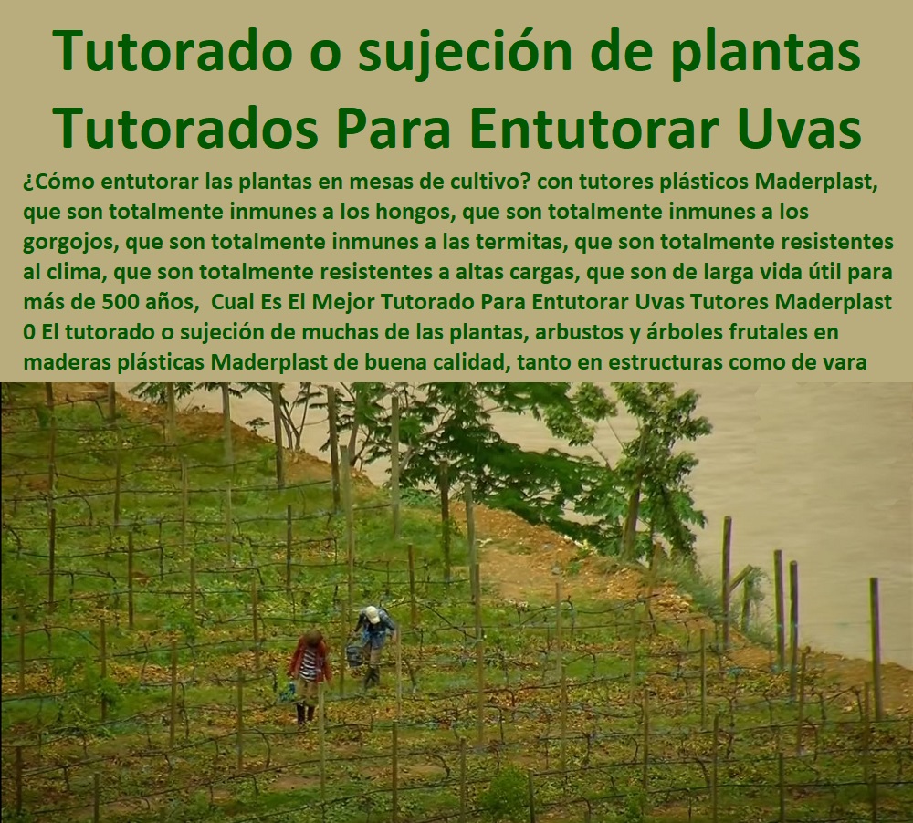 Cual Es El Mejor Tutorado Para Entutorar Uvas Tutores Maderplast 0 El tutorado o sujeción de muchas de las plantas, arbustos y árboles frutales en maderas plásticas Maderplast de buena calidad, tanto en estructuras como en materiales de vara Cual Es El Mejor Tutorado Para Entutorar Uvas Tutores Maderplast 0 El tutorado o sujeción de muchas de las plantas, TUTOR DE PLÁSTICO PARA CULTIVAR TÉCNICAMENTE 0 TUTORES PARA PLANTAS Y HORTALIZAS 0 ESTACONES TUTORES POSTES DE BAMBÚ GUADUA 0 Tutor Plásticos Para Cultivar El Huerto 0 Vara Tutor De Madera Plástica Para Cultivar Flores 0 Entutorado Tutor Sintético Para Cultivar Pitayas 0 Tutores Fibra De Vidrio Plástico Para Cultivar Uvas 0 Tutor De Emparrado Plástico Para Cultivar Maracuyá 0 Tutor Con Espaldera Para Cultivar Arveja 0 Tutor Para Cultivar Frijol 0 Tutor Para Cultivar Tomates 0 Tutores De Plástico Para Sujetar Plantas 0 Tutor De Plástico Para Cultivar Eficientemente 0  arbustos y árboles frutales en maderas plásticas Maderplast de buena calidad, tanto en estructuras como en materiales de vara