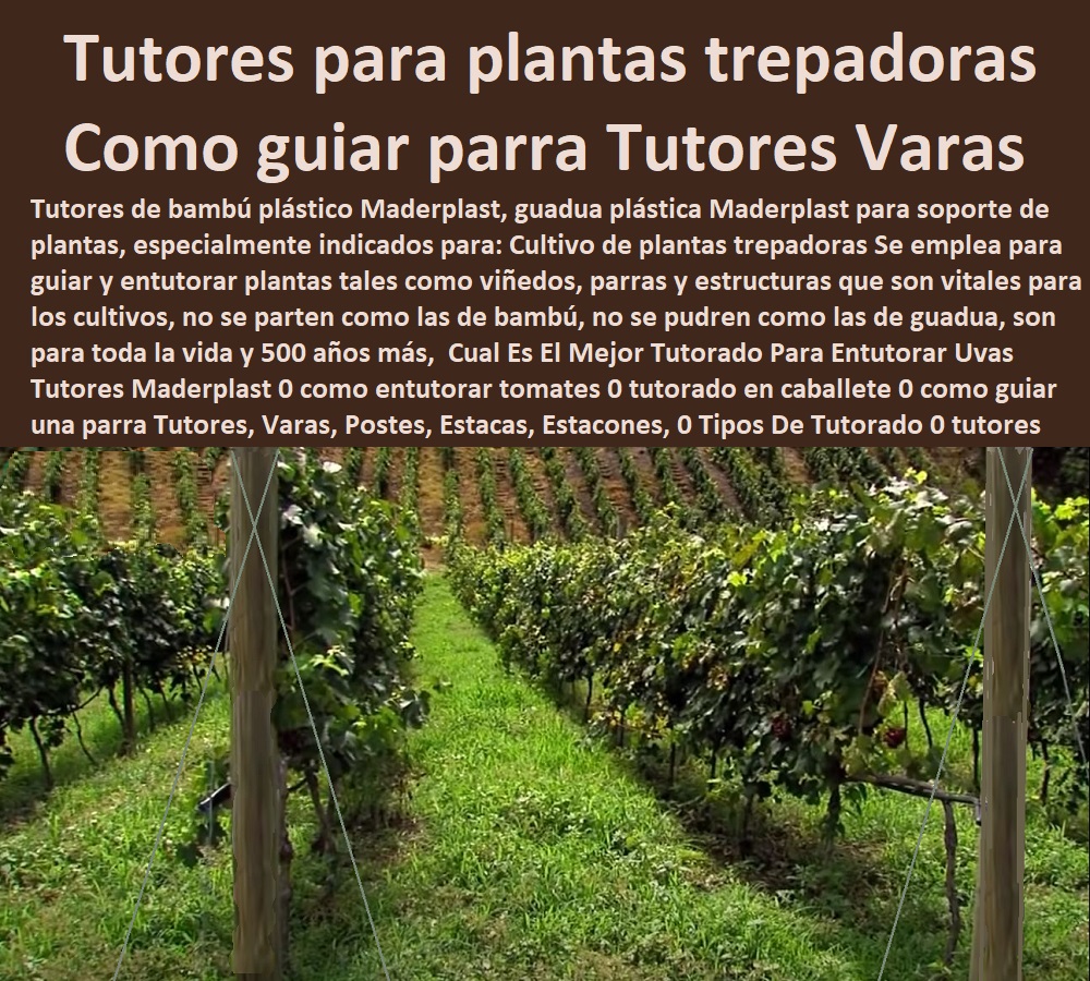  TUTOR PLÁSTICOS PARA CULTIVAR EL HUERTO 0 VARA TUTOR DE MADERA PLÁSTICA PARA CULTIVAR FLORES 0 Entutorado Tutor Sintético Para Cultivar Pitayas 0 Tutores Fibra De Vidrio Plástico Para Cultivar Uvas 0 Tutor De Emparrado Plástico Para Cultivar Maracuyá 0 Tutor Con Espaldera Para Cultivar Arveja 0 Tutor Para Cultivar Frijol 0 Tutor Para Cultivar Tomates 0 Tutores De Plástico Para Sujetar Plantas 0 Tutor De Plástico Para Cultivar Eficientemente 0 Tutor De Plástico Para Cultivar Técnicamente 0 Tutores Para Plantas Y Hortalizas 0 Estacones Tutores Postes De Bambú Guadua 0 Cual Es El Mejor Tutorado Para Entutorar Uvas Tutores Maderplast 0 como entutorar tomates 0 tutorado en caballete 0 como guiar una parra Tutores, Varas, Postes, Estacas, Estacones, 0 Tipos De Tutorado 0 tutores para plantas trepadoras 0 tipo Cual Es El Mejor Tutorado Para Entutorar Uvas Tutores Maderplast 0 como entutorar tomates 0 tutorado en caballete 0 como guiar una parra Tutores, Varas, Postes, Estacas, Estacones, 0 Tipos De Tutorado 0 tutores para plantas trepadoras 0 tipo