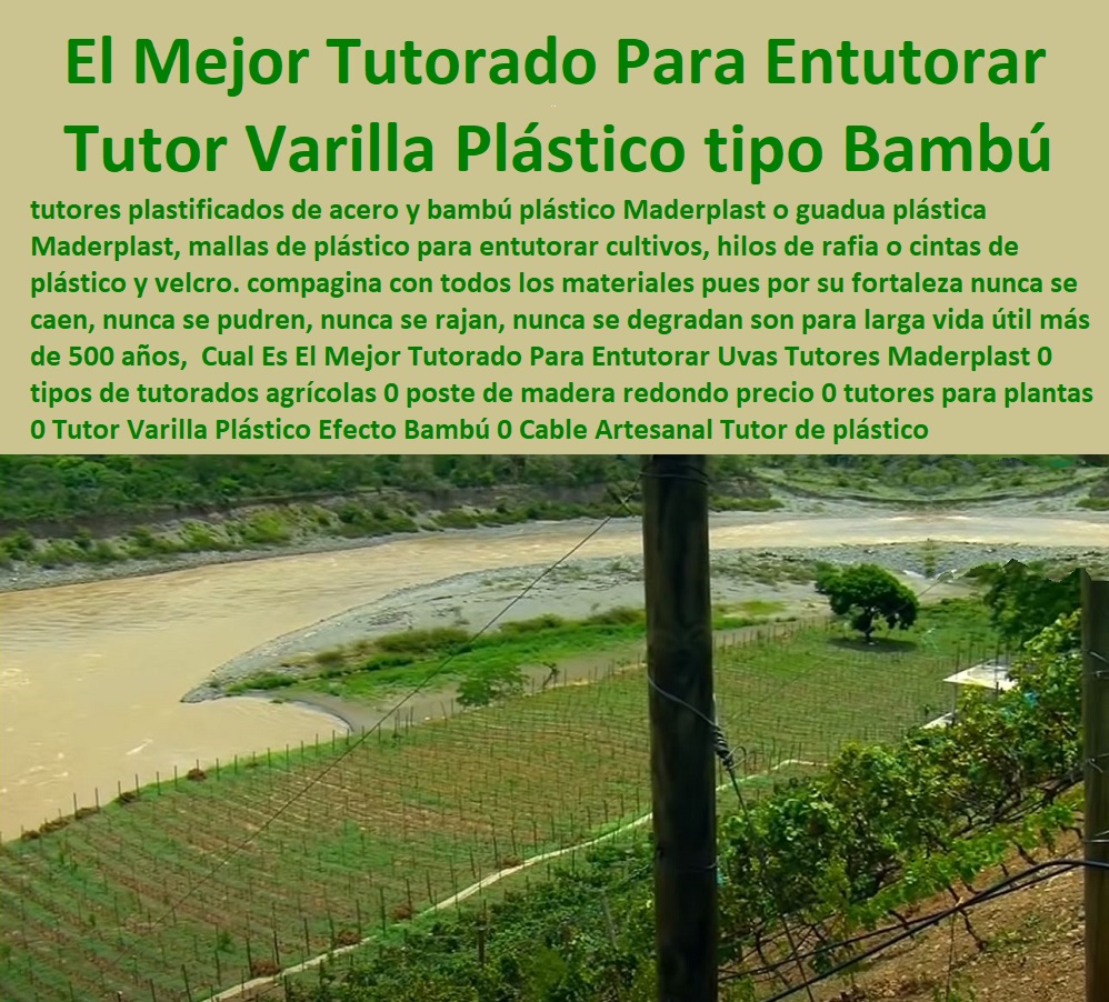 Cual Es El Mejor Tutorado Para Entutorar Uvas Tutores Maderplast 0 tipos de tutorados agrícolas 0 poste de madera redondo precio 0 tutores para plantas 0 Tutor Varilla Plástico Efecto Bambú 0 Transporte Por Cable Artesanal Tutor de plástico Cual Es El Mejor Tutorado Para Entutorar Uvas Tutores Maderplast 0 tipos de tutorados agrícolas 0 poste de madera redondo precio 0 tutores para plantas 0 Tutor Varilla Plástico Efecto Bambú 0  TUTOR DE PLÁSTICO PARA CULTIVAR TÉCNICAMENTE 0 TUTORES PARA PLANTAS Y HORTALIZAS 0 ESTACONES TUTORES POSTES DE BAMBÚ GUADUA 0 Tutor Plásticos Para Cultivar El Huerto 0 Vara Tutor De Madera Plástica Para Cultivar Flores 0 Entutorado Tutor Sintético Para Cultivar Pitayas 0 Tutores Fibra De Vidrio Plástico Para Cultivar Uvas 0 Tutor De Emparrado Plástico Para Cultivar Maracuyá 0 Tutor Con Espaldera Para Cultivar Arveja 0 Tutor Para Cultivar Frijol 0 Tutor Para Cultivar Tomates 0 Tutores De Plástico Para Sujetar Plantas 0 Tutor De Plástico Para Cultivar Eficientemente 0 Transporte Por Cable Artesanal Tutor de plástico