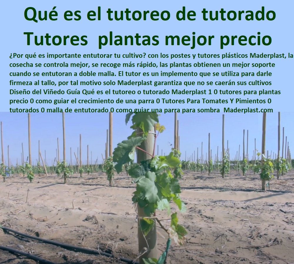  TUTORES DE PLÁSTICO PARA SUJETAR PLANTAS 0 Tutor De Plástico Para Cultivar Eficientemente 0 Tutor De Plástico Para Cultivar Técnicamente 0 Tutores Para Plantas Y Hortalizas 0 Estacones Tutores Postes De Bambú Guadua 0 Tutor Plásticos Para Cultivar El Huerto 0 Vara Tutor De Madera Plástica Para Cultivar Flores 0 Entutorado Tutor Sintético Para Cultivar Pitayas 0 Tutores Fibra De Vidrio Plástico Para Cultivar Uvas 0 Tutor De Emparrado Plástico Para Cultivar Maracuyá 0 Tutor Con Espaldera Para Cultivar Arveja 0 Tutor Para Cultivar Frijol 0 Tutor Para Cultivar Tomates 0 Diseño del Viñedo Guía Qué es el tutoreo o tutorado Maderplast 1 0 tutores para plantas precio 0 como guiar el crecimiento de una parra 0 Tutores Para Tomates Y Pimientos 0 tutorados 0 malla de Entutorado 0 como guiar una parra para sombra 0 Diseño del Viñedo Guía Qué es el tutoreo o tutorado Maderplast 1 0 tutores para plantas precio 0 como guiar el crecimiento de una parra 0 Tutores Para Tomates Y Pimientos 0 tutorados 0 malla de Entutorado 0 como guiar una parra para sombra 0  