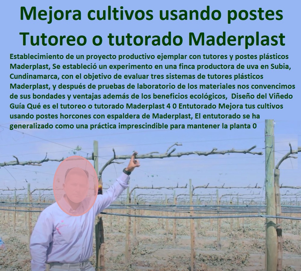 Diseño del Viñedo  TUTORES DE PLÁSTICO PARA SUJETAR PLANTAS 0 Tutor De Plástico Para Cultivar Eficientemente 0 Tutor De Plástico Para Cultivar Técnicamente 0 Tutores Para Plantas Y Hortalizas 0 Estacones Tutores Postes De Bambú Guadua 0 Tutor Plásticos Para Cultivar El Huerto 0 Vara Tutor De Madera Plástica Para Cultivar Flores 0 Entutorado Tutor Sintético Para Cultivar Pitayas 0 Tutores Fibra De Vidrio Plástico Para Cultivar Uvas 0 Tutor De Emparrado Plástico Para Cultivar Maracuyá 0 Tutor Con Espaldera Para Cultivar Arveja 0 Tutor Para Cultivar Frijol 0 Tutor Para Cultivar Tomates 0 Guía Qué es el tutoreo o tutorado Maderplast 4 0 Entutorado Mejora tus cultivos usando postes horcones con espaldera de Maderplast, El entutorado se ha generalizado como una práctica imprescindible para mantener la planta 0 Diseño del Viñedo Guía Qué es el tutoreo o tutorado Maderplast 4 0 Entutorado Mejora tus cultivos usando postes horcones con espaldera de Maderplast, El entutorado se ha generalizado como una práctica imprescindible para mantener la planta 0 