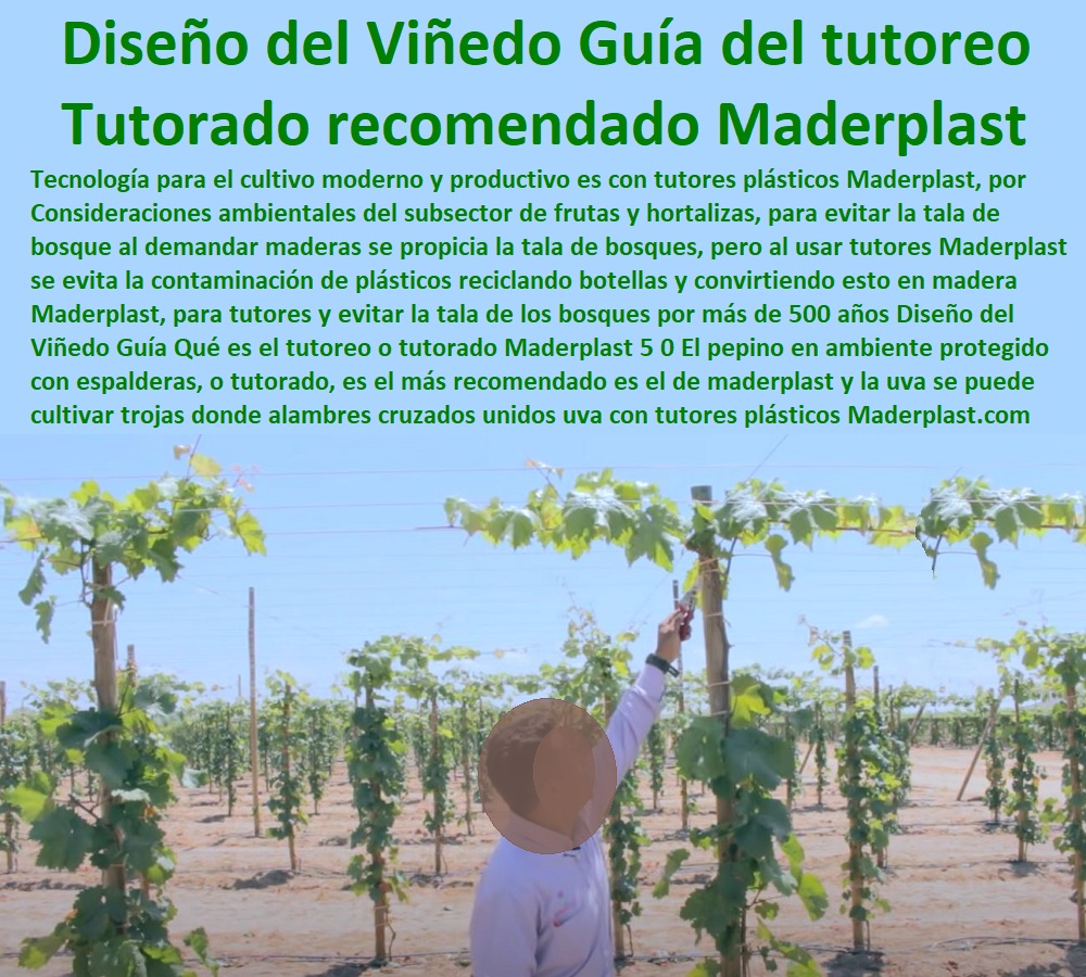 Diseño del Viñedo Guía  TUTORES DE PLÁSTICO PARA SUJETAR PLANTAS 0 Tutor De Plástico Para Cultivar Eficientemente 0 Tutor De Plástico Para Cultivar Técnicamente 0 Tutores Para Plantas Y Hortalizas 0 Estacones Tutores Postes De Bambú Guadua 0 Tutor Plásticos Para Cultivar El Huerto 0 Vara Tutor De Madera Plástica Para Cultivar Flores 0 Entutorado Tutor Sintético Para Cultivar Pitayas 0 Tutores Fibra De Vidrio Plástico Para Cultivar Uvas 0 Tutor De Emparrado Plástico Para Cultivar Maracuyá 0 Tutor Con Espaldera Para Cultivar Arveja 0 Tutor Para Cultivar Frijol 0 Tutor Para Cultivar Tomates 0 Qué es el tutoreo o tutorado Maderplast 5 0 El pepino en ambiente protegido con espalderas, o tutorado, es el más recomendado es el de Maderplast y la uva se puede cultivar con trojas donde alambres cruzados unidos uva Diseño del Viñedo Guía Qué es el tutoreo o tutorado Maderplast 5 0 El pepino en ambiente protegido con espalderas, o tutorado, es el más recomendado es el de maderplast y la uva se puede cultivar con trojas donde alambres cruzados unidos uva