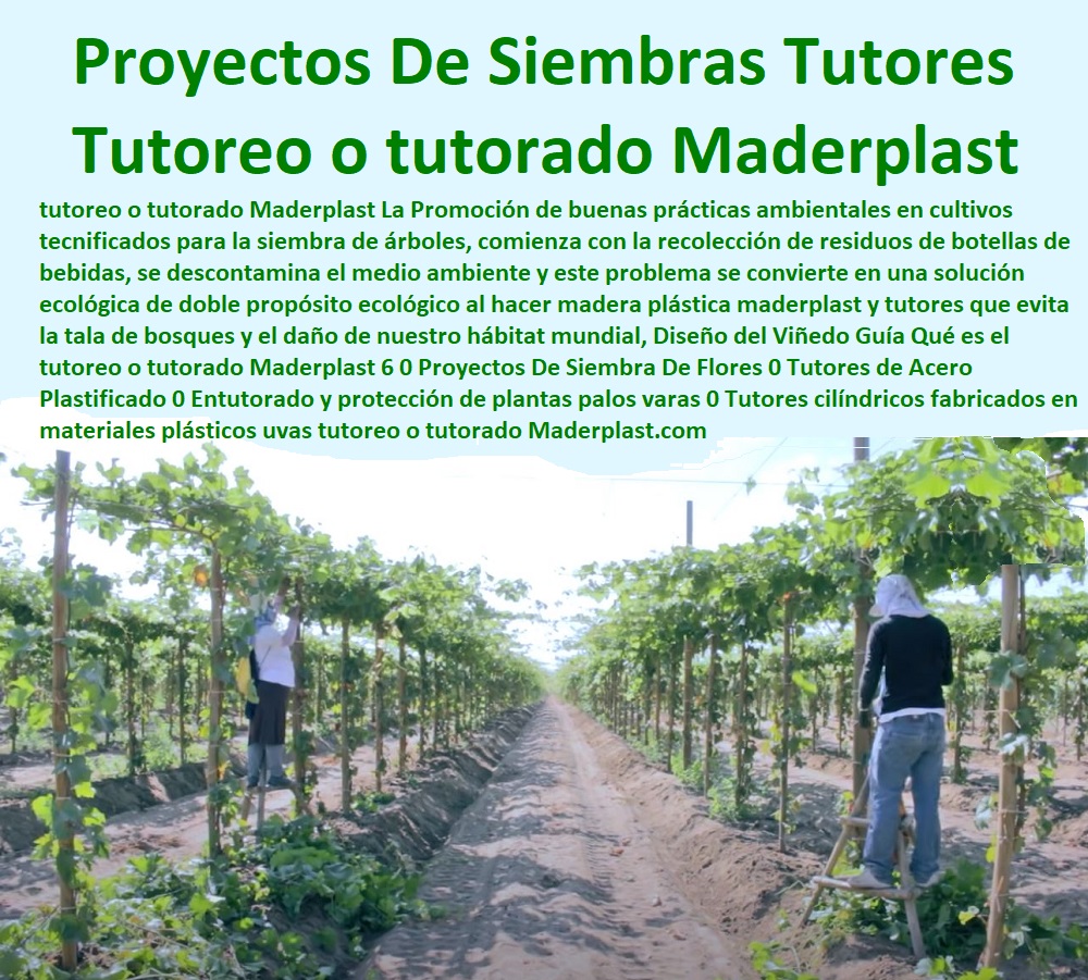 Diseño del Viñedo Guía Qué  TUTORES DE PLÁSTICO PARA SUJETAR PLANTAS 0 Tutor De Plástico Para Cultivar Eficientemente 0 Tutor De Plástico Para Cultivar Técnicamente 0 Tutores Para Plantas Y Hortalizas 0 Estacones Tutores Postes De Bambú Guadua 0 Tutor Plásticos Para Cultivar El Huerto 0 Vara Tutor De Madera Plástica Para Cultivar Flores 0 Entutorado Tutor Sintético Para Cultivar Pitayas 0 Tutores Fibra De Vidrio Plástico Para Cultivar Uvas 0 Tutor De Emparrado Plástico Para Cultivar Maracuyá 0 Tutor Con Espaldera Para Cultivar Arveja 0 Tutor Para Cultivar Frijol 0 Tutor Para Cultivar Tomates 0 es el tutoreo o tutorado Maderplast 6 0 Proyectos De Siembra De Flores 0 Tutores de Acero Plastificado 0 Entutorado y protección de plantas palos varas 0 Tutores cilíndricos fabricados en materiales plásticos uvas Diseño del Viñedo Guía Qué es el tutoreo o tutorado Maderplast 6 0 Proyectos De Siembra De Flores 0 Tutores de Acero Plastificado 0 Entutorado y protección de plantas palos varas 0 Tutores cilíndricos fabricados en materiales plásticos uvas 