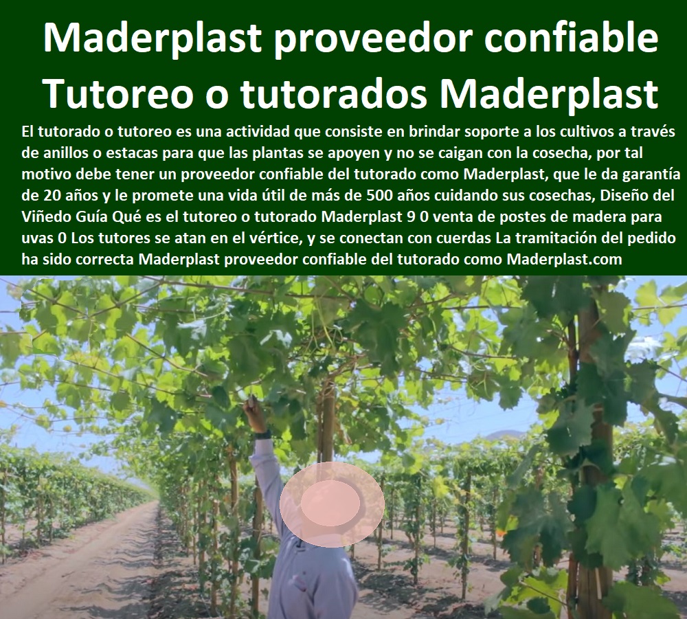 Diseño del Viñedo Guía Qué es el tutoreo  TUTORES DE PLÁSTICO PARA SUJETAR PLANTAS 0 Tutor De Plástico Para Cultivar Eficientemente 0 Tutor De Plástico Para Cultivar Técnicamente 0 Tutores Para Plantas Y Hortalizas 0 Estacones Tutores Postes De Bambú Guadua 0 Tutor Plásticos Para Cultivar El Huerto 0 Vara Tutor De Madera Plástica Para Cultivar Flores 0 Entutorado Tutor Sintético Para Cultivar Pitayas 0 Tutores Fibra De Vidrio Plástico Para Cultivar Uvas 0 Tutor De Emparrado Plástico Para Cultivar Maracuyá 0 Tutor Con Espaldera Para Cultivar Arveja 0 Tutor Para Cultivar Frijol 0 Tutor Para Cultivar Tomates 0 o tutorado Maderplast 9 0 venta de postes de madera para uvas 0 Los tutores se atan en el vértice, y se conectan con cuerdas La tramitación del pedido ha sido correcta Maderplast proveedor confiable 0 Diseño del Viñedo Guía Qué es el tutoreo o tutorado Maderplast 9 0 venta de postes de madera para uvas 0 Los tutores se atan en el vértice, y se conectan con cuerdas La tramitación del pedido ha sido correcta Maderplast proveedor confiable 0