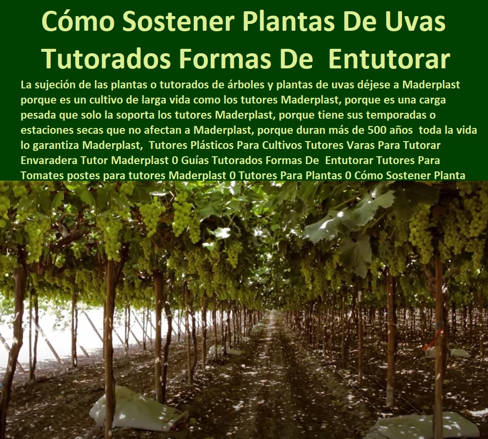 Diseño del Viñedo Guía Qué es el tutoreo o tutorado Maderplast ¿Cómo podar una parra para que de sombra 0 Tutor De Plástico Para Cultivar Arveja 0 Fábrica De Tutores En Pe Para Plantas 0 Tutor De Plástico Para Cultivar Uvas 0 Tutor Plásticos Diseño del Viñedo Guía Qué es el tutoreo o tutorado Maderplast  TUTORES DE PLÁSTICO PARA SUJETAR PLANTAS 0 Tutor De Plástico Para Cultivar Eficientemente 0 Tutor De Plástico Para Cultivar Técnicamente 0 Tutores Para Plantas Y Hortalizas 0 Estacones Tutores Postes De Bambú Guadua 0 Tutor Plásticos Para Cultivar El Huerto 0 Vara Tutor De Madera Plástica Para Cultivar Flores 0 Entutorado Tutor Sintético Para Cultivar Pitayas 0 Tutores Fibra De Vidrio Plástico Para Cultivar Uvas 0 Tutor De Emparrado Plástico Para Cultivar Maracuyá 0 Tutor Con Espaldera Para Cultivar Arveja 0 Tutor Para Cultivar Frijol 0 Tutor Para Cultivar Tomates 0 ¿Cómo podar una parra para que de sombra 0 Tutor De Plástico Para Cultivar Arveja 0 Fábrica De Tutores En Pe Para Plantas 0 Tutor De Plástico Para Cultivar Uvas 0 Tutor Plásticos