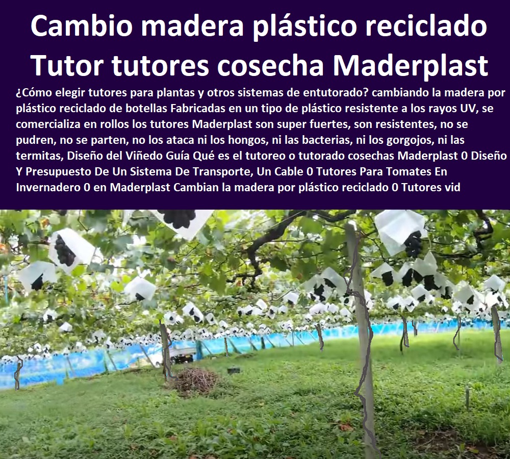 Diseño del Viñedo Guía Qué es el tutoreo o tutorado cosechas Maderplast 0 Diseño Y Presupuesto De Un Sistema De Transporte, Un Cable 0 Tutores Para Tomates En Invernadero 0 en Maderplast Cambian la madera por plástico reciclado 0 Tutores vid Diseño del Viñedo Guía  TUTORES DE PLÁSTICO PARA SUJETAR PLANTAS 0 Tutor De Plástico Para Cultivar Eficientemente 0 Tutor De Plástico Para Cultivar Técnicamente 0 Tutores Para Plantas Y Hortalizas 0 Estacones Tutores Postes De Bambú Guadua 0 Tutor Plásticos Para Cultivar El Huerto 0 Vara Tutor De Madera Plástica Para Cultivar Flores 0 Entutorado Tutor Sintético Para Cultivar Pitayas 0 Tutores Fibra De Vidrio Plástico Para Cultivar Uvas 0 Tutor De Emparrado Plástico Para Cultivar Maracuyá 0 Tutor Con Espaldera Para Cultivar Arveja 0 Tutor Para Cultivar Frijol 0 Tutor Para Cultivar Tomates 0 Qué es el tutoreo o tutorado cosechas Maderplast 0 Diseño Y Presupuesto De Un Sistema De Transporte, Un Cable 0 Tutores Para Tomates En Invernadero 0 en Maderplast Cambian la madera por plástico reciclado 0 Tutores vid