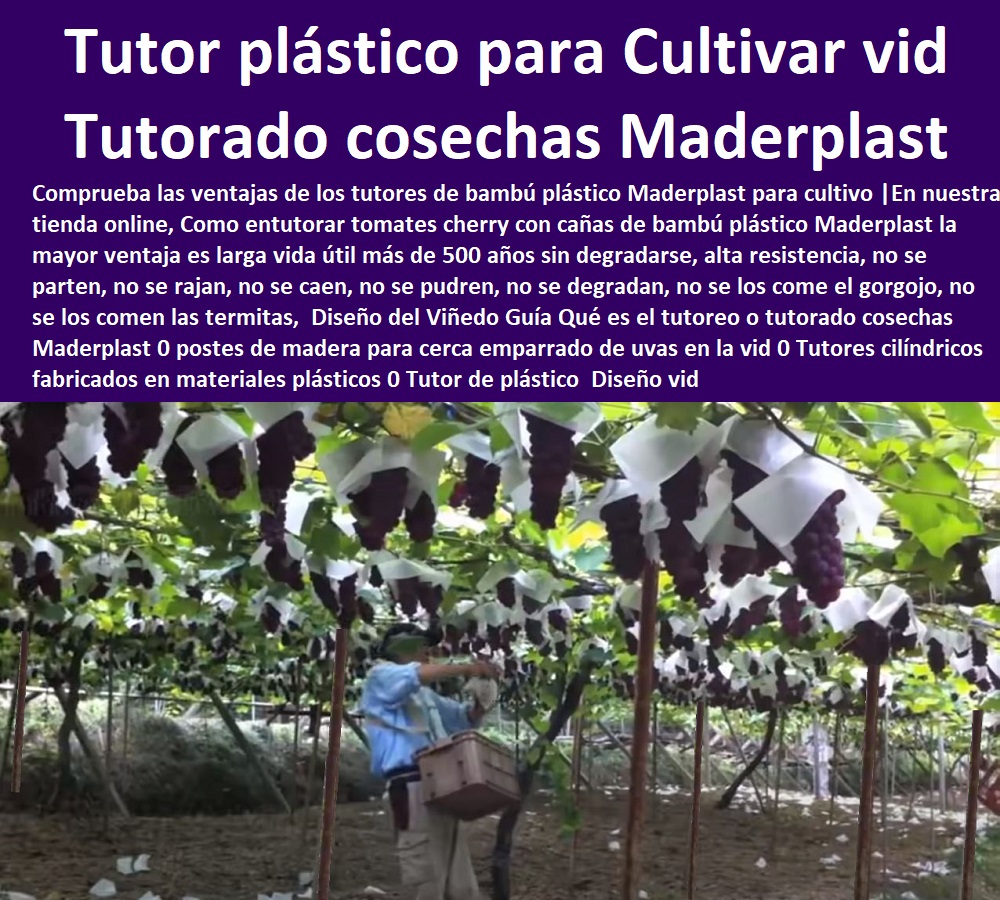 Diseño del Viñedo Guía Qué es el tutoreo o tutorado cosechas Maderplast 0 postes de madera para cerca emparrado de uvas en la vid 0 Tutores cilíndricos fabricados en materiales plásticos 0 Tutor de plástico para Cultivar tomates 0 Diseño vid Diseño del Viñedo Guía Qué es el tutoreo o TUTORES DE PLÁSTICO PARA SUJETAR PLANTAS 0 Tutor De Plástico Para Cultivar Eficientemente 0 Tutor De Plástico Para Cultivar Técnicamente 0 Tutores Para Plantas Y Hortalizas 0 Estacones Tutores Postes De Bambú Guadua 0 Tutor Plásticos Para Cultivar El Huerto 0 Vara Tutor De Madera Plástica Para Cultivar Flores 0 Entutorado Tutor Sintético Para Cultivar Pitayas 0 Tutores Fibra De Vidrio Plástico Para Cultivar Uvas 0 Tutor De Emparrado Plástico Para Cultivar Maracuyá 0 Tutor Con Espaldera Para Cultivar Arveja 0 Tutor Para Cultivar Frijol 0 Tutor Para Cultivar Tomates 0  tutorado cosechas Maderplast 0 postes de madera para cerca emparrado de uvas en la vid 0 Tutores cilíndricos fabricados en materiales plásticos 0 Tutor de plástico para Cultivar tomates 0 Diseño vid