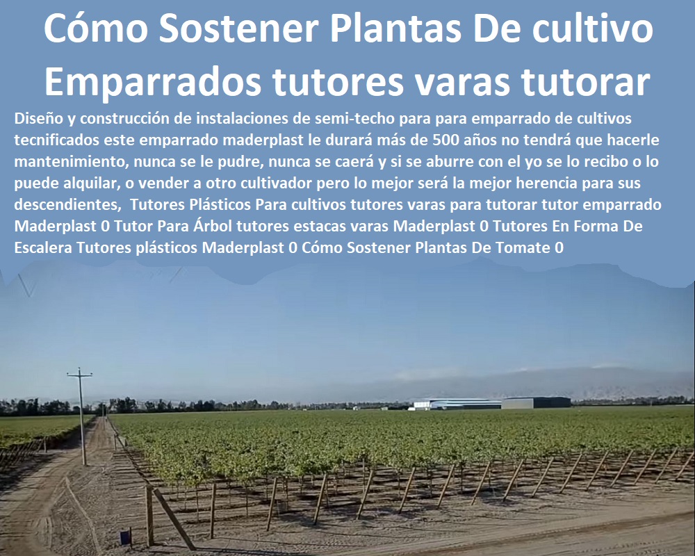 Diseño del Viñedo Guía Tutores Para cultivos emparrados  TUTORES DE PLÁSTICO PARA SUJETAR PLANTAS 0 Tutor De Plástico Para Cultivar Eficientemente 0 Tutor De Plástico Para Cultivar Técnicamente 0 Tutores Para Plantas Y Hortalizas 0 Estacones Tutores Postes De Bambú Guadua 0 Tutor Plásticos Para Cultivar El Huerto 0 Vara Tutor De Madera Plástica Para Cultivar Flores 0 Entutorado Tutor Sintético Para Cultivar Pitayas 0 Tutores Fibra De Vidrio Plástico Para Cultivar Uvas 0 Tutor De Emparrado Plástico Para Cultivar Maracuyá 0 Tutor Con Espaldera Para Cultivar Arveja 0 Tutor Para Cultivar Frijol 0 Tutor Para Cultivar Tomates 0 uvas Maderplast 0 ¿Qué Es Un Tutorado Y Cuál Es Su Principal Función 0 ¿Qué tipos de tutorado hay Tutores, Varas, Postes, Estacas, Estacones, Maderplast 0 tutores para Diseño del Viñedo Diseño del Viñedo Guía Tutores Para cultivos emparrados uvas Maderplast 0 ¿Qué Es Un Tutorado Y Cuál Es Su Principal Función 0 ¿Qué tipos de tutorado hay Tutores, Varas, Postes, Estacas, Estacones, Maderplast 0 tutores para Diseño del Viñedo