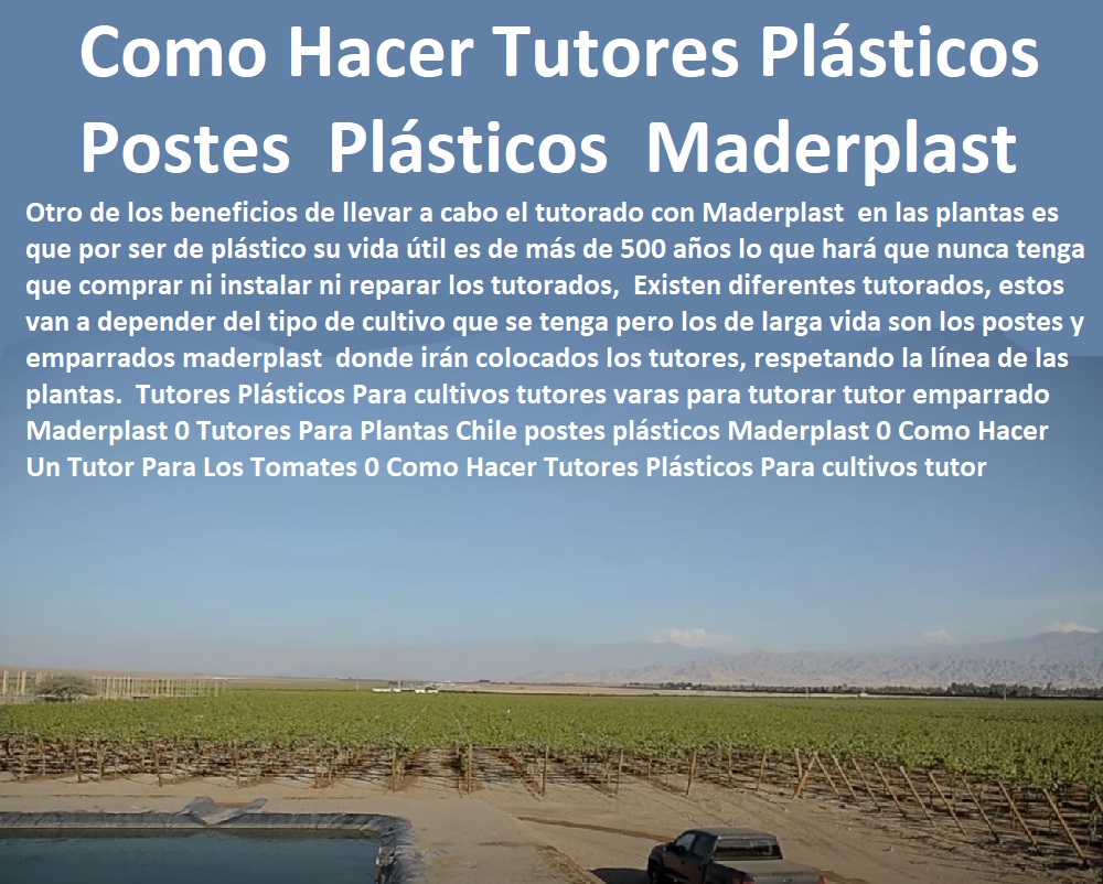 Diseño del Viñedo Guía Tutores Para cultivos emparrados uvas  TUTORES DE PLÁSTICO PARA SUJETAR PLANTAS 0 Tutor De Plástico Para Cultivar Eficientemente 0 Tutor De Plástico Para Cultivar Técnicamente 0 Tutores Para Plantas Y Hortalizas 0 Estacones Tutores Postes De Bambú Guadua 0 Tutor Plásticos Para Cultivar El Huerto 0 Vara Tutor De Madera Plástica Para Cultivar Flores 0 Entutorado Tutor Sintético Para Cultivar Pitayas 0 Tutores Fibra De Vidrio Plástico Para Cultivar Uvas 0 Tutor De Emparrado Plástico Para Cultivar Maracuyá 0 Tutor Con Espaldera Para Cultivar Arveja 0 Tutor Para Cultivar Frijol 0 Tutor Para Cultivar Tomates 0 Maderplast 0 Tutor De Plástico Para Cultivar Flores 0 Tutores Cilíndricos Rigidez 0 Tutores Tienda Online Comprar En Línea Tel WhatsApp 0 Tutor De Plástico Para Diseño del Viñedo  0 Diseño del Viñedo Guía Tutores Para cultivos emparrados uvas Maderplast 0 Tutor De Plástico Para Cultivar Flores 0 Tutores Cilíndricos Rigidez 0 Tutores Tienda Online Comprar En Línea Tel WhatsApp 0 Tutor De Plástico Para Diseño del Viñedo  0 