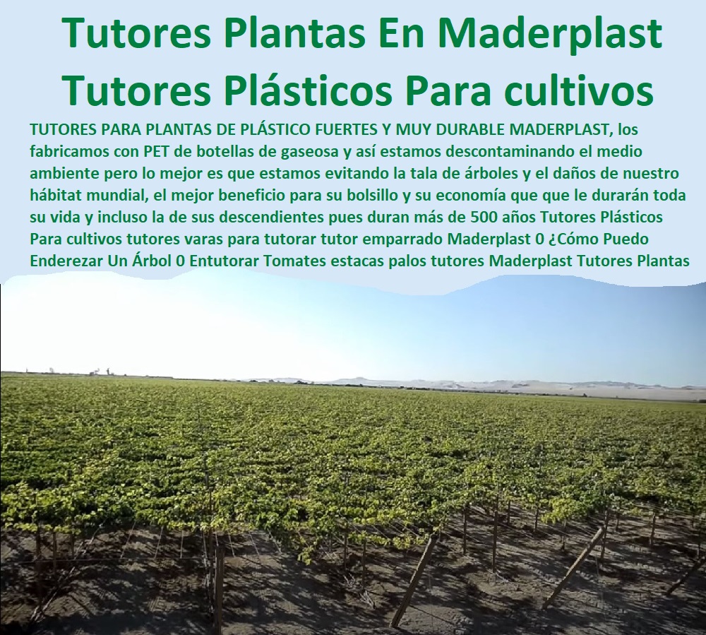 Diseño del Viñedo Guía Tutores Para cultivos emparrados uvas  TUTORES DE PLÁSTICO PARA SUJETAR PLANTAS 0 Tutor De Plástico Para Cultivar Eficientemente 0 Tutor De Plástico Para Cultivar Técnicamente 0 Tutores Para Plantas Y Hortalizas 0 Estacones Tutores Postes De Bambú Guadua 0 Tutor Plásticos Para Cultivar El Huerto 0 Vara Tutor De Madera Plástica Para Cultivar Flores 0 Entutorado Tutor Sintético Para Cultivar Pitayas 0 Tutores Fibra De Vidrio Plástico Para Cultivar Uvas 0 Tutor De Emparrado Plástico Para Cultivar Maracuyá 0 Tutor Con Espaldera Para Cultivar Arveja 0 Tutor Para Cultivar Frijol 0 Tutor Para Cultivar Tomates 0 Maderplast 0 postes de madera baratos 0 Ventajas Y Desventajas Del Tutorado 0 como hacer pérgolas 0 Poda Holandesa De Pimientos 0 tutores para plantas reciclados 0 ¿Qué Es Un Tutor Diseño del Viñedo Guía Tutores Para cultivos emparrados uvas Maderplast 0 postes de madera baratos 0 Ventajas Y Desventajas Del Tutorado 0 como hacer pérgolas 0 Poda Holandesa De Pimientos 0 tutores para plantas reciclados 0 ¿Qué Es Un Tutor