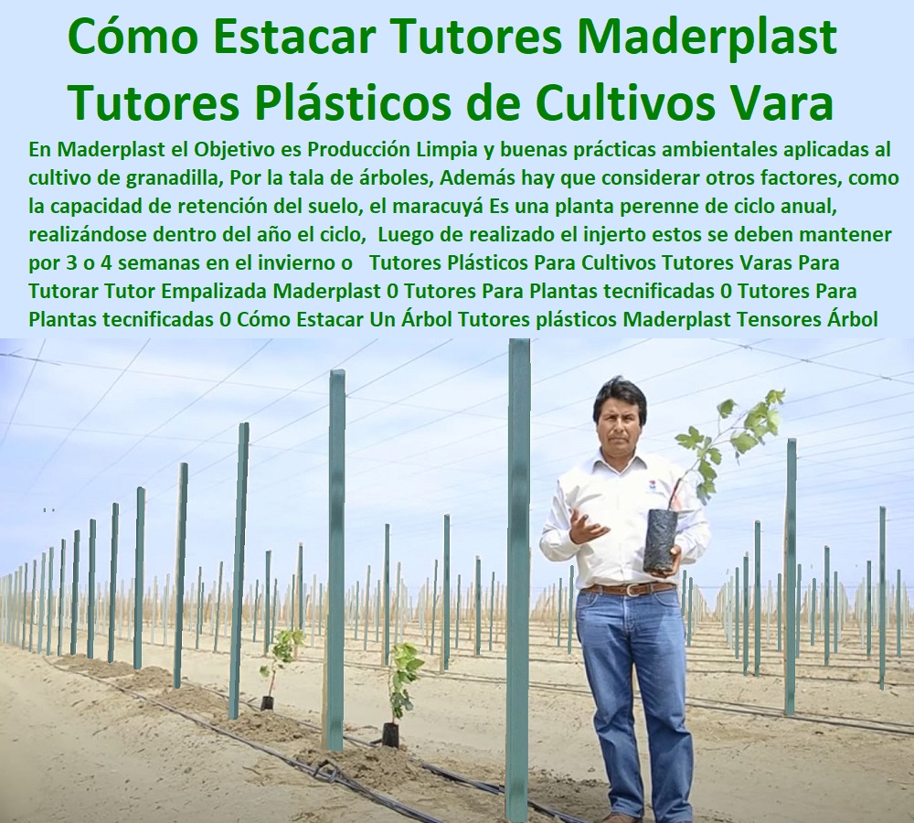 Diseño del tutorage de maracuyá Guía del tutoreo o tutorado Maderplast 4 0 Fábrica de tutores en nuevo Tutor en material técnico 0 Tutor sintético reforzado fibra de vidrio 0 Tutor de plástico para Cultivar maracuyá 0 Tutor de plástico varas Diseño del Tutorages de maracuyá Guía del tutoreo o tutorado TUTOR PLÁSTICOS PARA CULTIVAR EL HUERTO 0 VARA TUTOR DE MADERA PLÁSTICA PARA CULTIVAR FLORES 0 Entutorado Tutor Sintético Para Cultivar Pitayas 0 Tutores Fibra De Vidrio Plástico Para Cultivar Uvas 0 Tutor De Emparrado Plástico Para Cultivar Maracuyá 0 Tutor Con Espaldera Para Cultivar Arveja 0 Tutor Para Cultivar Frijol 0 Tutor Para Cultivar Tomates 0 Tutores De Plástico Para Sujetar Plantas 0 Tutor De Plástico Para Cultivar Eficientemente 0 Tutor De Plástico Para Cultivar Técnicamente 0 Tutores Para Plantas Y Hortalizas 0 Estacones Tutores Postes De Bambú Guadua 0  Maderplast 4 0 Fábrica de tutores en nuevo Tutor en material técnico 0 Tutor sintético reforzado fibra de vidrio 0 Tutor de plástico para Cultivar maracuyá 0 Tutor de plástico varas