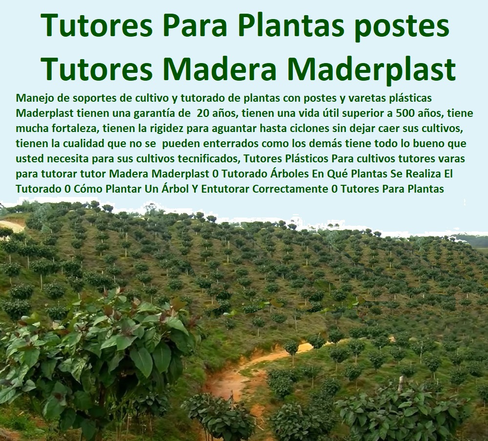 Entutorar Árboles Frutales Diseño Guía Tutores Para Cultivos Maderplast 0 Tutores De Plástico Para Guiar El Crecimiento De Tus Plantas 0 estructura de hierro para parra 0  TUTOR PLÁSTICOS PARA CULTIVAR EL HUERTO 0 VARA TUTOR DE MADERA PLÁSTICA PARA CULTIVAR FLORES 0 Entutorado Tutor Sintético Para Cultivar Pitayas 0 Tutores Fibra De Vidrio Plástico Para Cultivar Uvas 0 Tutor De Emparrado Plástico Para Cultivar Maracuyá 0 Tutor Con Espaldera Para Cultivar Arveja 0 Tutor Para Cultivar Frijol 0 Tutor Para Cultivar Tomates 0 Tutores De Plástico Para Sujetar Plantas 0 Tutor De Plástico Para Cultivar Eficientemente 0 Tutor De Plástico Para Cultivar Técnicamente 0 Tutores Para Plantas Y Hortalizas 0 Estacones Tutores Postes De Bambú Guadua 0 ¿Qué es Tutorar una planta 0 cómo guiar tomates con cuerda 0 Entutorar Entutorar Árboles Frutales Diseño Guía Tutores Para Cultivos Maderplast 0 Tutores De Plástico Para Guiar El Crecimiento De Tus Plantas 0 estructura de hierro para parra 0 ¿Qué es Tutorar una planta 0 cómo guiar tomates con cuerda 0 Entutorar