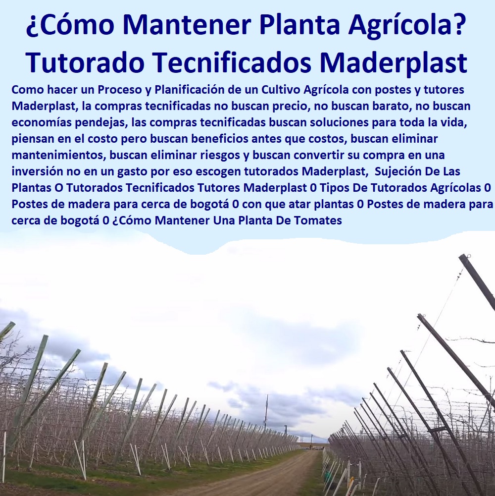 Sujeción De Las Plantas O  ENTUTORADO TUTOR SINTÉTICO PARA CULTIVAR PITAYAS 0 TUTORES FIBRA DE VIDRIO PLÁSTICO PARA CULTIVAR UVAS 0 Tutor De Emparrado Plástico Para Cultivar Maracuyá 0 Tutor Con Espaldera Para Cultivar Arveja 0 Tutor Para Cultivar Frijol 0 Tutor Para Cultivar Tomates 0 Tutores De Plástico Para Sujetar Plantas 0 Tutor De Plástico Para Cultivar Eficientemente 0 Tutor De Plástico Para Cultivar Técnicamente 0 Tutores Para Plantas Y Hortalizas 0 Estacones Tutores Postes De Bambú Guadua 0  Tutor Plásticos Para Cultivar El Huerto 0 Vara Tutor De Madera Plástica Para Cultivar Flores 0 Tutorados Tecnificados Tutores Maderplast 0 Tipos De Tutorados Agrícolas 0 Postes de madera para cerca de Bogotá 0 con que atar plantas 0 Postes de madera para cerca de Bogotá 0 ¿Cómo Mantener Una Planta De Tomates 0 Sujeción De Las Plantas O Tutorados Tecnificados Tutores Maderplast 0 Tipos De Tutorados Agrícolas 0 Postes de madera para cerca de Bogotá 0 con que atar plantas 0 Postes de madera para cerca de Bogotá 0 ¿Cómo Mantener Una Planta De Tomates 0 