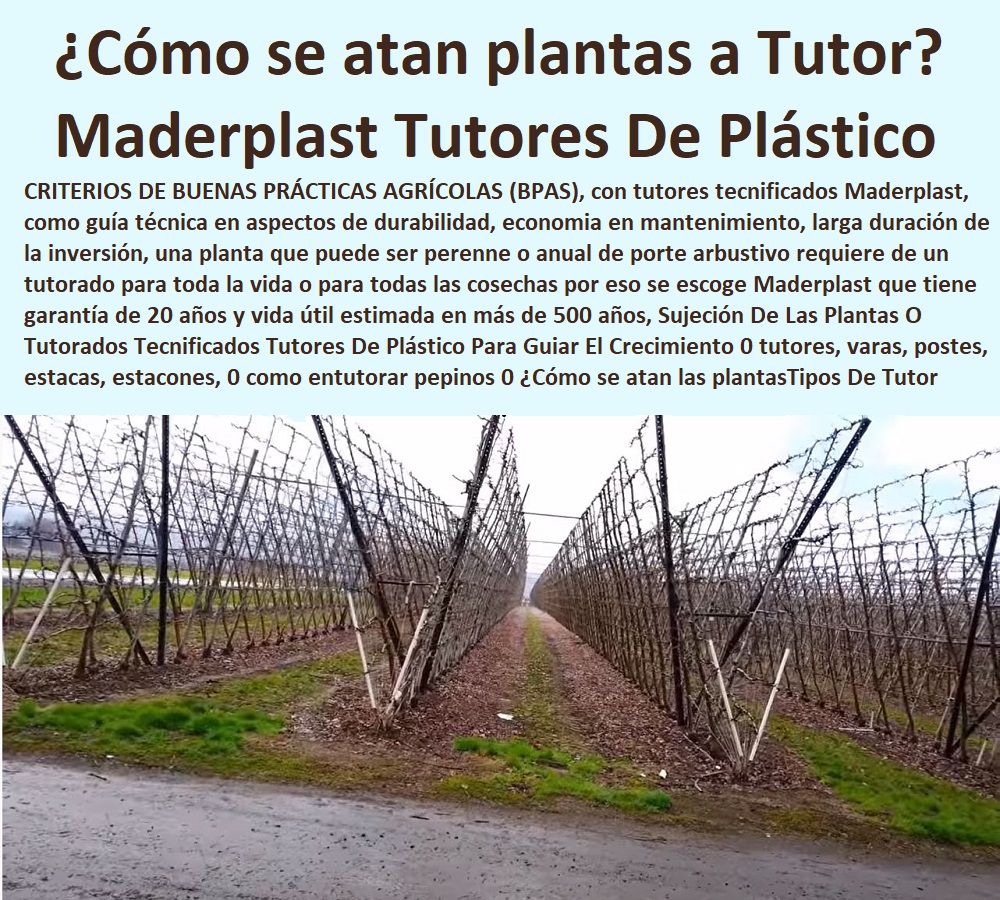 Sujeción De Las Plantas O Tutorados  ENTUTORADO TUTOR SINTÉTICO PARA CULTIVAR PITAYAS 0 TUTORES FIBRA DE VIDRIO PLÁSTICO PARA CULTIVAR UVAS 0 Tutor De Emparrado Plástico Para Cultivar Maracuyá 0 Tutor Con Espaldera Para Cultivar Arveja 0 Tutor Para Cultivar Frijol 0 Tutor Para Cultivar Tomates 0 Tutores De Plástico Para Sujetar Plantas 0 Tutor De Plástico Para Cultivar Eficientemente 0 Tutor De Plástico Para Cultivar Técnicamente 0 Tutores Para Plantas Y Hortalizas 0 Estacones Tutores Postes De Bambú Guadua 0  Tutor Plásticos Para Cultivar El Huerto 0 Vara Tutor De Madera Plástica Para Cultivar Flores 0 Tecnificados Tutores Maderplast 0 Tutores De Plástico Para Guiar El Crecimiento 0 tutores, varas, postes, estacas, estacones, 0 como entutorar pepinos 0 ¿Cómo se atan las plantas de tomate 0 Tipos De Tutor Sujeción De Las Plantas O Tutorados Tecnificados Tutores Maderplast 0 Tutores De Plástico Para Guiar El Crecimiento 0 tutores, varas, postes, estacas, estacones, 0 como entutorar pepinos 0 ¿Cómo se atan las plantas de tomate 0 Tipos De Tutor