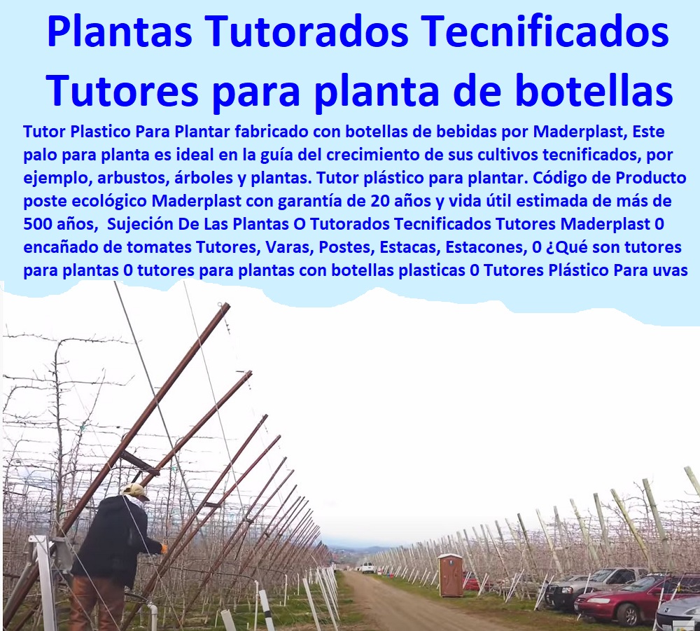 Sujeción De Las Plantas  ENTUTORADO TUTOR SINTÉTICO PARA CULTIVAR PITAYAS 0 TUTORES FIBRA DE VIDRIO PLÁSTICO PARA CULTIVAR UVAS 0 Tutor De Emparrado Plástico Para Cultivar Maracuyá 0 Tutor Con Espaldera Para Cultivar Arveja 0 Tutor Para Cultivar Frijol 0 Tutor Para Cultivar Tomates 0 Tutores De Plástico Para Sujetar Plantas 0 Tutor De Plástico Para Cultivar Eficientemente 0 Tutor De Plástico Para Cultivar Técnicamente 0 Tutores Para Plantas Y Hortalizas 0 Estacones Tutores Postes De Bambú Guadua 0  Tutor Plásticos Para Cultivar El Huerto 0 Vara Tutor De Madera Plástica Para Cultivar Flores 0 O Tutorados Tecnificados Tutores Maderplast 0 encañado de tomates Tutores, Varas, Postes, Estacas, Estacones, 0 ¿Qué son tutores para plantas 0 tutores para plantas con botellas plásticas 0 Tutores Plástico Para uvas 0  Sujeción De Las Plantas O Tutorados Tecnificados Tutores Maderplast 0 encañado de tomates Tutores, Varas, Postes, Estacas, Estacones, 0 ¿Qué son tutores para plantas 0 tutores para plantas con botellas plásticas 0 Tutores Plástico Para uvas 0 