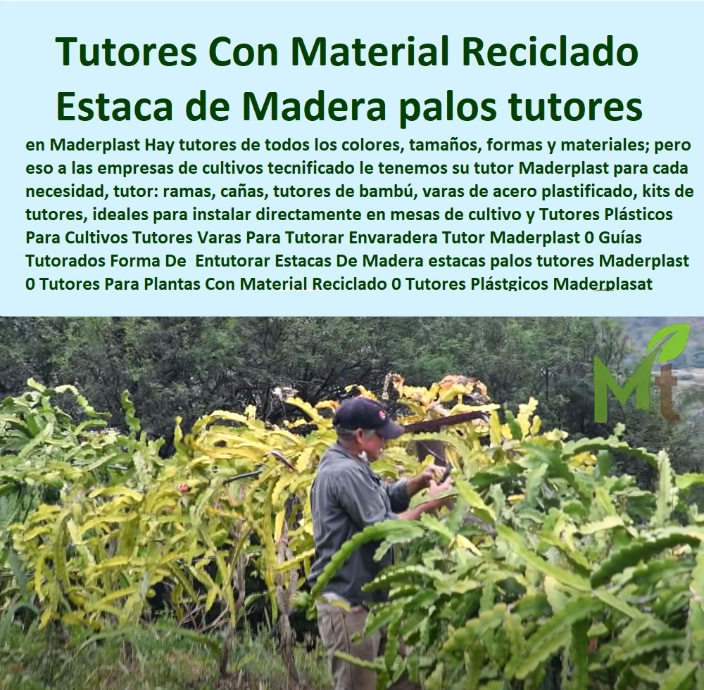 Tipos De Tutores En El Cultivo De La Pitahaya Tutores Plásticos Maderplast 0 ENTUTORADO TUTOR SINTÉTICO PARA CULTIVAR PITAYAS 0 TUTORES FIBRA DE VIDRIO PLÁSTICO PARA CULTIVAR UVAS 0 Tutor De Emparrado Plástico Para Cultivar Maracuyá 0 Tutor Con Espaldera Para Cultivar Arveja 0 Tutor Para Cultivar Frijol 0 Tutor Para Cultivar Tomates 0 Tutores De Plástico Para Sujetar Plantas 0 Tutor De Plástico Para Cultivar Eficientemente 0 Tutor De Plástico Para Cultivar Técnicamente 0 Tutores Para Plantas Y Hortalizas 0 Estacones Tutores Postes De Bambú Guadua 0  Tutor Plásticos Para Cultivar El Huerto 0 Vara Tutor De Madera Plástica Para Cultivar Flores 0  Algunos ejemplos de plantas que necesitan de un Tutor son el jitomate, pepino, melón, chiles, Pitahaya por tal motivo debe utilizar los tutores de larga vida útil 0 Tipos De Tutores En El Cultivo De La Pitahaya Tutores Plásticos Maderplast 0 Algunos ejemplos de plantas que necesitan de un Tutor son el jitomate, pepino, melón, chiles, Pitahaya por tal motivo debe utilizar los tutores de larga vida útil 0