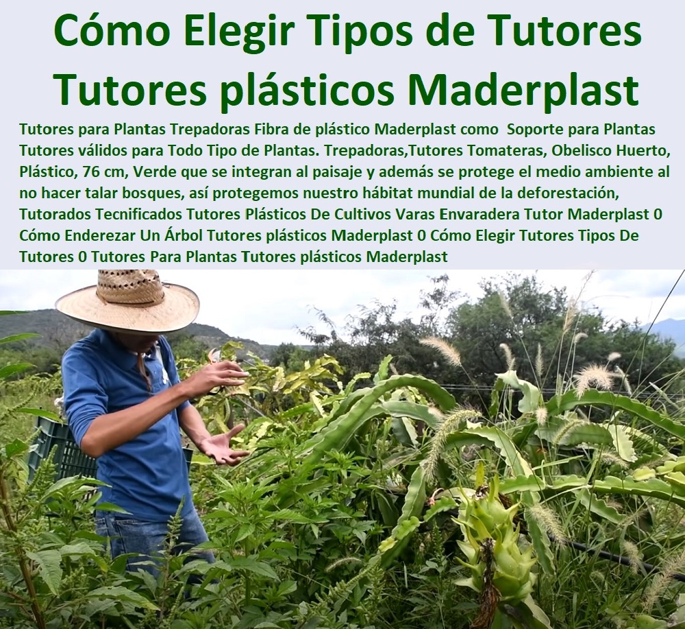 Tipos De Tutores En El Cultivo De La Pitahaya Tutores Plásticos  ENTUTORADO TUTOR SINTÉTICO PARA CULTIVAR PITAYAS 0 TUTORES FIBRA DE VIDRIO PLÁSTICO PARA CULTIVAR UVAS 0 Tutor De Emparrado Plástico Para Cultivar Maracuyá 0 Tutor Con Espaldera Para Cultivar Arveja 0 Tutor Para Cultivar Frijol 0 Tutor Para Cultivar Tomates 0 Tutores De Plástico Para Sujetar Plantas 0 Tutor De Plástico Para Cultivar Eficientemente 0 Tutor De Plástico Para Cultivar Técnicamente 0 Tutores Para Plantas Y Hortalizas 0 Estacones Tutores Postes De Bambú Guadua 0  Tutor Plásticos Para Cultivar El Huerto 0 Vara Tutor De Madera Plástica Para Cultivar Flores 0 Maderplast 0 Fábrica de tutores en PP Revolucionario para vid 0 Cable Vía Guatemala 0 Clip de plástico para entutorar 0 Cable Vía Para  Pitahaya 0 Como Hacer Garrucha Pitahaya 0 Tipos De Tutores En El Cultivo De La Pitahaya Tutores Plásticos Maderplast 0 Fábrica de tutores en PP Revolucionario para vid 0 Cable Vía Guatemala 0 Clip de plástico para entutorar 0 Cable Vía Para  Pitahaya 0 Como Hacer Garrucha Pitahaya 0