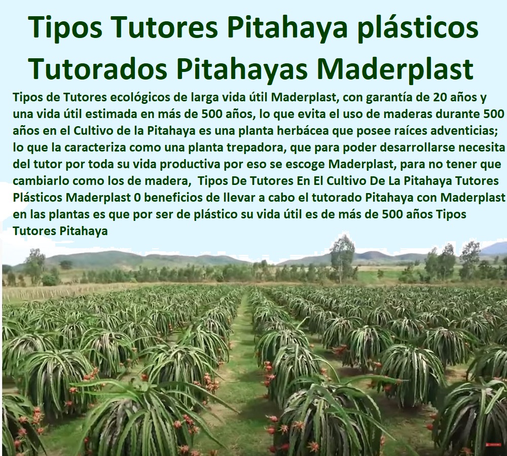 Tipos De Tutores En El Cultivo De La Pitahaya  ENTUTORADO TUTOR SINTÉTICO PARA CULTIVAR PITAYAS 0 TUTORES FIBRA DE VIDRIO PLÁSTICO PARA CULTIVAR UVAS 0 Tutor De Emparrado Plástico Para Cultivar Maracuyá 0 Tutor Con Espaldera Para Cultivar Arveja 0 Tutor Para Cultivar Frijol 0 Tutor Para Cultivar Tomates 0 Tutores De Plástico Para Sujetar Plantas 0 Tutor De Plástico Para Cultivar Eficientemente 0 Tutor De Plástico Para Cultivar Técnicamente 0 Tutores Para Plantas Y Hortalizas 0 Estacones Tutores Postes De Bambú Guadua 0  Tutor Plásticos Para Cultivar El Huerto 0 Vara Tutor De Madera Plástica Para Cultivar Flores 0 Tutores Plásticos Maderplast 0 beneficios de llevar a cabo el tutorado Pitahaya con Maderplast en las plantas es que por ser de plástico su vida útil es de más de 500 años Tipos Tutores Pitahaya 0 Tipos De Tutores En El Cultivo De La Pitahaya Tutores Plásticos Maderplast 0 beneficios de llevar a cabo el tutorado Pitahaya con Maderplast en las plantas es que por ser de plástico su vida útil es de más de 500 años Tipos Tutores Pitahaya 