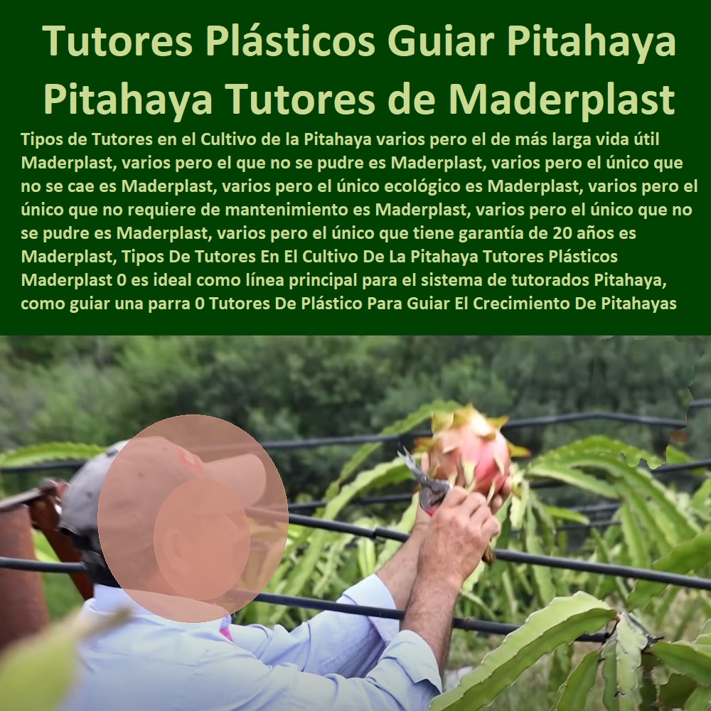 Tipos De Tutores En El Cultivo De La Pitahaya Tutores  ENTUTORADO TUTOR SINTÉTICO PARA CULTIVAR PITAYAS 0 TUTORES FIBRA DE VIDRIO PLÁSTICO PARA CULTIVAR UVAS 0 Tutor De Emparrado Plástico Para Cultivar Maracuyá 0 Tutor Con Espaldera Para Cultivar Arveja 0 Tutor Para Cultivar Frijol 0 Tutor Para Cultivar Tomates 0 Tutores De Plástico Para Sujetar Plantas 0 Tutor De Plástico Para Cultivar Eficientemente 0 Tutor De Plástico Para Cultivar Técnicamente 0 Tutores Para Plantas Y Hortalizas 0 Estacones Tutores Postes De Bambú Guadua 0  Tutor Plásticos Para Cultivar El Huerto 0 Vara Tutor De Madera Plástica Para Cultivar Flores 0 Plásticos Maderplast 0 es ideal como línea principal para el sistema de tutorados Pitahaya, como guiar una parra 0 Tutores De Plástico Para Guiar El Crecimiento De Tus Plantas Pitahaya 00 Tipos De Tutores En El Cultivo De La Pitahaya Tutores Plásticos Maderplast 0 es ideal como línea principal para el sistema de tutorados Pitahaya, como guiar una parra 0 Tutores De Plástico Para Guiar El Crecimiento De Tus Plantas Pitahaya 00