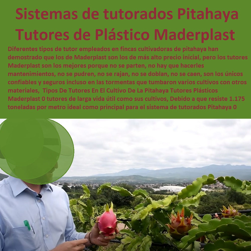 Tipos De Tutores En El Cultivo De La Pitahaya Tutores  ENTUTORADO TUTOR SINTÉTICO PARA CULTIVAR PITAYAS 0 TUTORES FIBRA DE VIDRIO PLÁSTICO PARA CULTIVAR UVAS 0 Tutor De Emparrado Plástico Para Cultivar Maracuyá 0 Tutor Con Espaldera Para Cultivar Arveja 0 Tutor Para Cultivar Frijol 0 Tutor Para Cultivar Tomates 0 Tutores De Plástico Para Sujetar Plantas 0 Tutor De Plástico Para Cultivar Eficientemente 0 Tutor De Plástico Para Cultivar Técnicamente 0 Tutores Para Plantas Y Hortalizas 0 Estacones Tutores Postes De Bambú Guadua 0  Tutor Plásticos Para Cultivar El Huerto 0 Vara Tutor De Madera Plástica Para Cultivar Flores 0 Plásticos Maderplast 0 tutores de larga vida útil como sus cultivos, Debido a que resiste 1.175 toneladas por metro lineal, es ideal como principal para el sistema de tutorados Pitahaya 0 Tipos De Tutores En El Cultivo De La Pitahaya Tutores Plásticos Maderplast 0 tutores de larga vida útil como sus cultivos, Debido a que resiste 1.175 toneladas por metro lineal, es ideal como principal para el sistema de tutorados Pitahaya 0