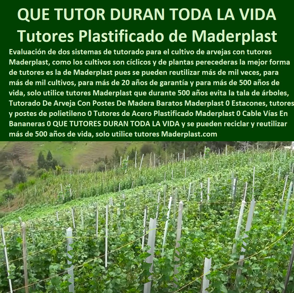 Tutorado De Arveja Con Postes De Madera Baratos Maderplast 0  ENTUTORADO TUTOR SINTÉTICO PARA CULTIVAR PITAYAS 0 TUTORES FIBRA DE VIDRIO PLÁSTICO PARA CULTIVAR UVAS 0 Tutor De Emparrado Plástico Para Cultivar Maracuyá 0 Tutor Con Espaldera Para Cultivar Arveja 0 Tutor Para Cultivar Frijol 0 Tutor Para Cultivar Tomates 0 Tutores De Plástico Para Sujetar Plantas 0 Tutor De Plástico Para Cultivar Eficientemente 0 Tutor De Plástico Para Cultivar Técnicamente 0 Tutores Para Plantas Y Hortalizas 0 Estacones Tutores Postes De Bambú Guadua 0  Tutor Plásticos Para Cultivar El Huerto 0 Vara Tutor De Madera Plástica Para Cultivar Flores 0 Estacones, tutores y postes de polietileno 0 Tutores de Acero Plastificado Maderplast 0 Cable Vías En Bananeras 0 QUE TUTORES DURAN TODA LA VIDA y se pueden reciclar y reutilizar Tutorado De Arveja Con Postes De Madera Baratos Maderplast 0 Estacones, tutores y postes de polietileno 0 Tutores de Acero Plastificado Maderplast 0 Cable Vías En Bananeras 0 QUE TUTORES DURAN TODA LA VIDA y se pueden reciclar y reutilizar